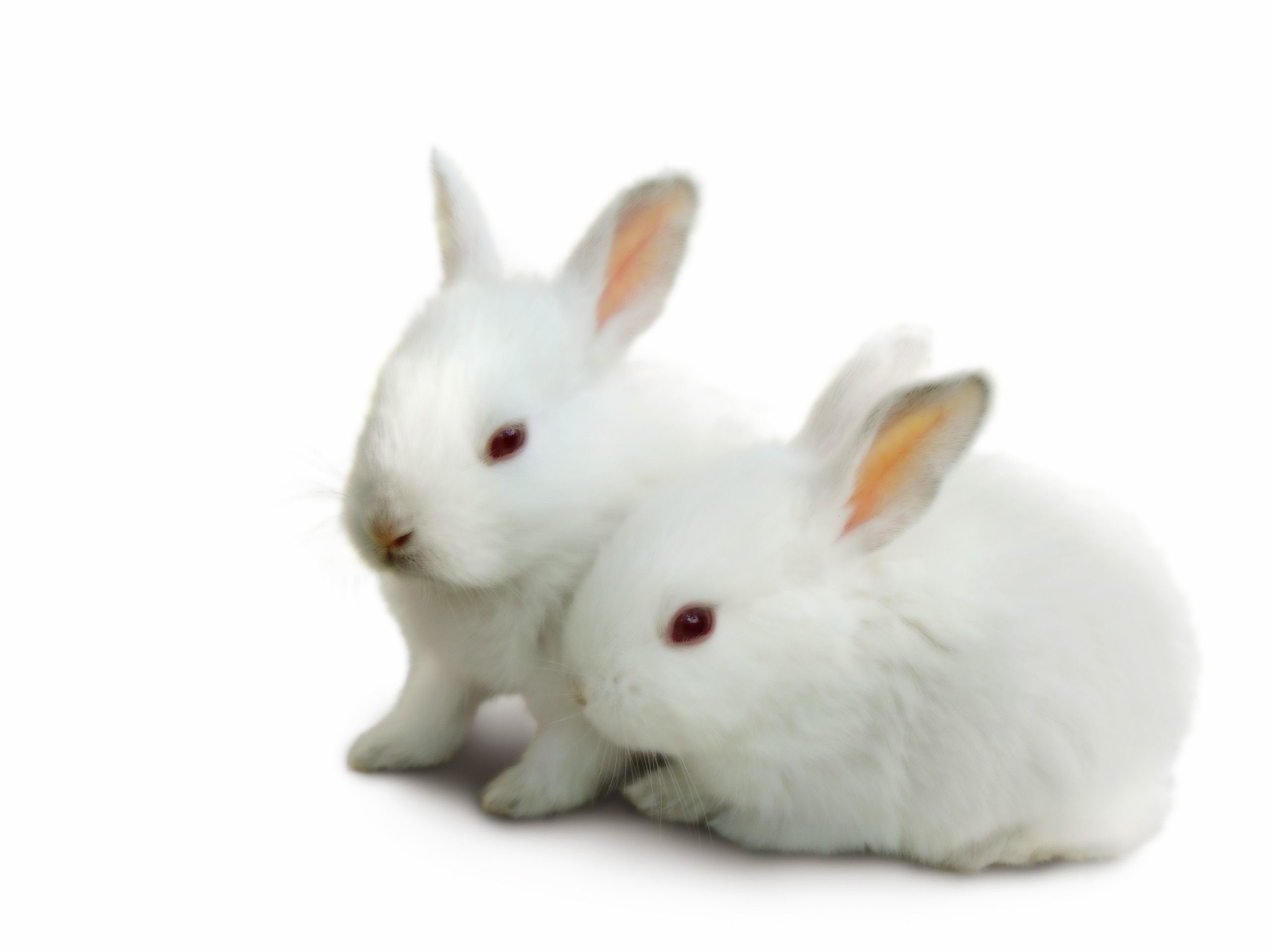 2560x1920 Image Baby Bunny Rabbit Wallpaper HD, Wallpapers, HD Wallpapers .