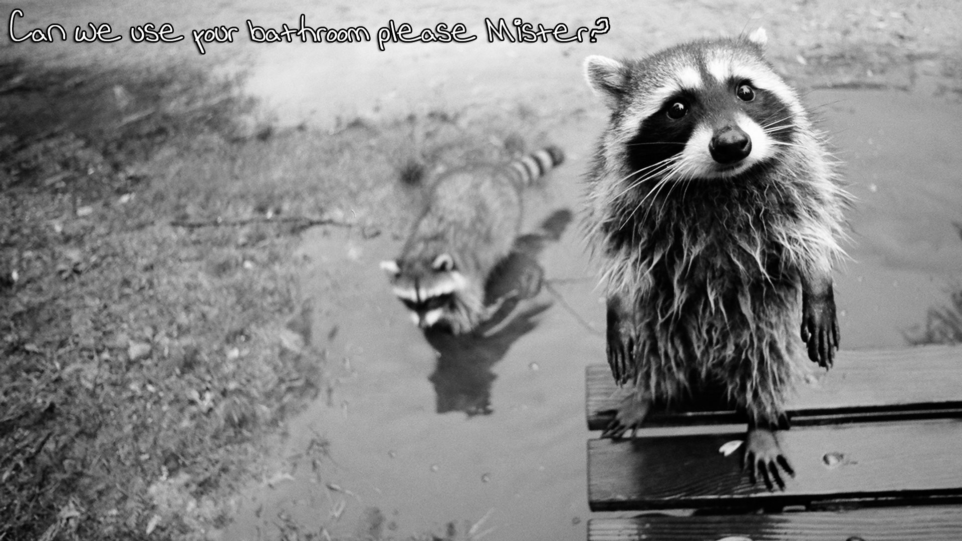 1920x1080 Animal - Raccoon Wallpaper
