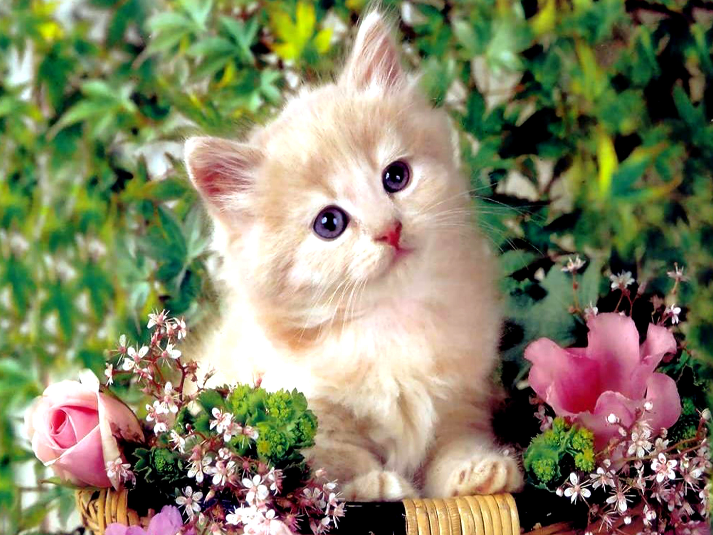 2400x1800 HD Wallpaper and background photos of baby kittens for fans of Baby Animals  images.