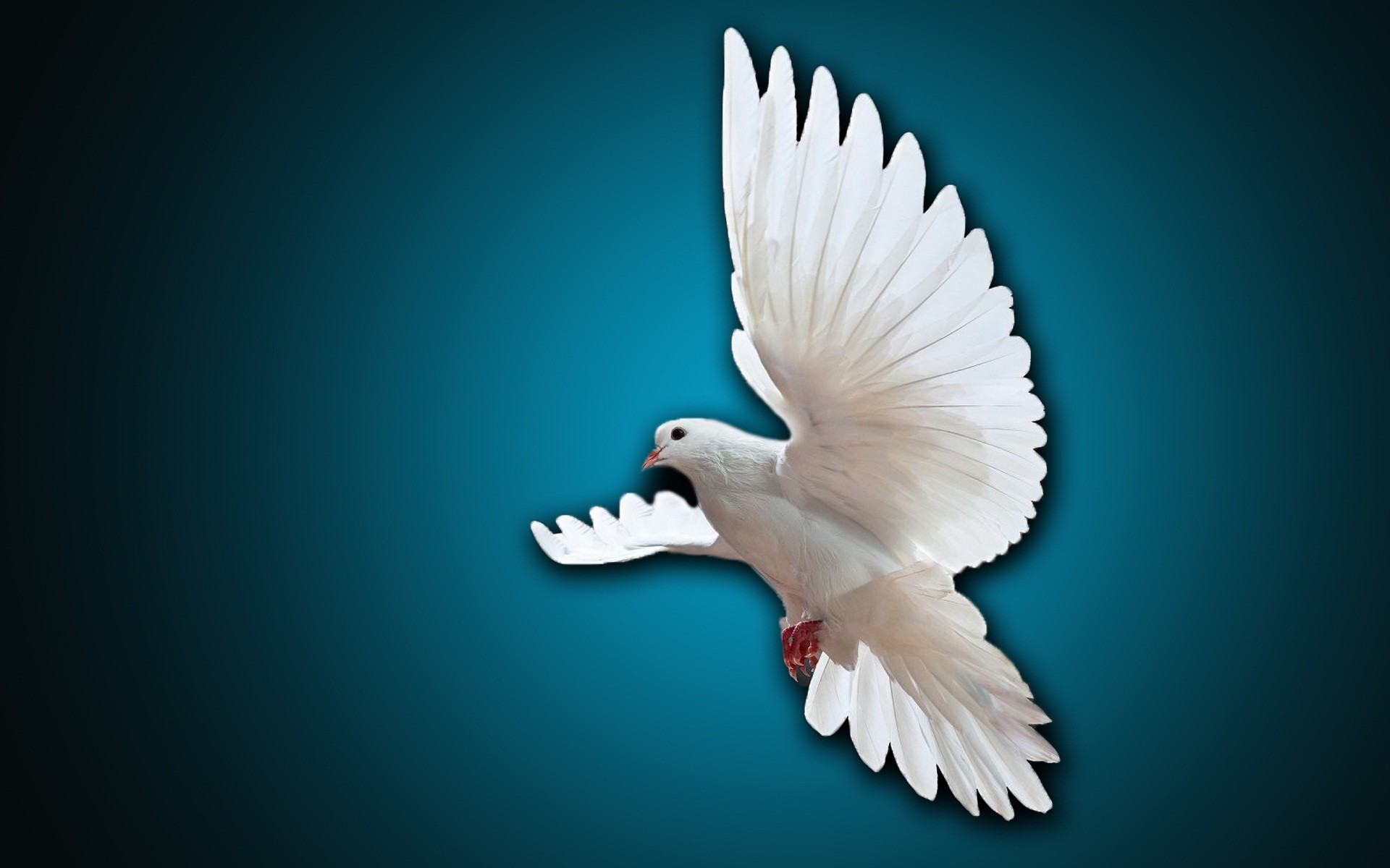 1920x1200 Doves images Dove HD wallpaper and background photos