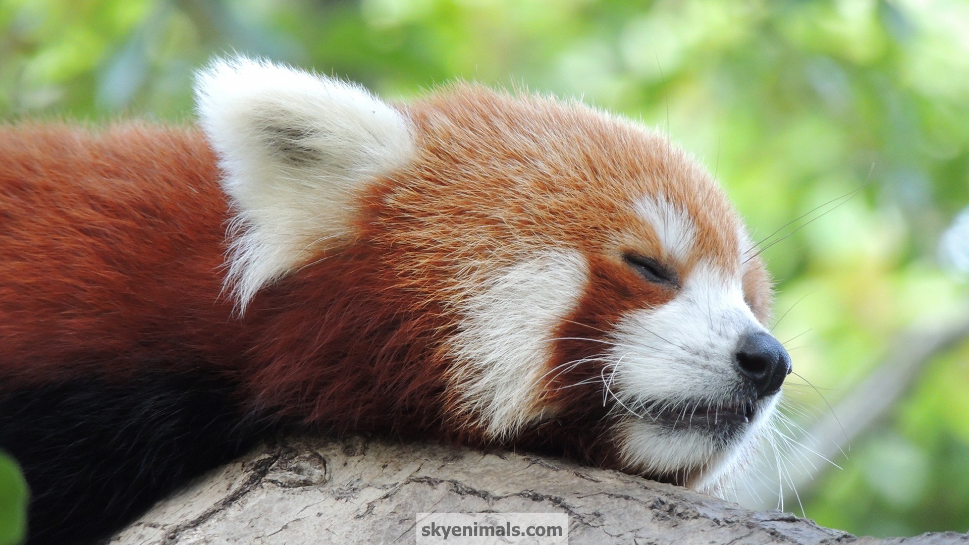 1920x1080 Red Panda http://ift.tt/2fpWuzH | Cute <3 | Pinterest | Panda, Animal and  Animal pics
