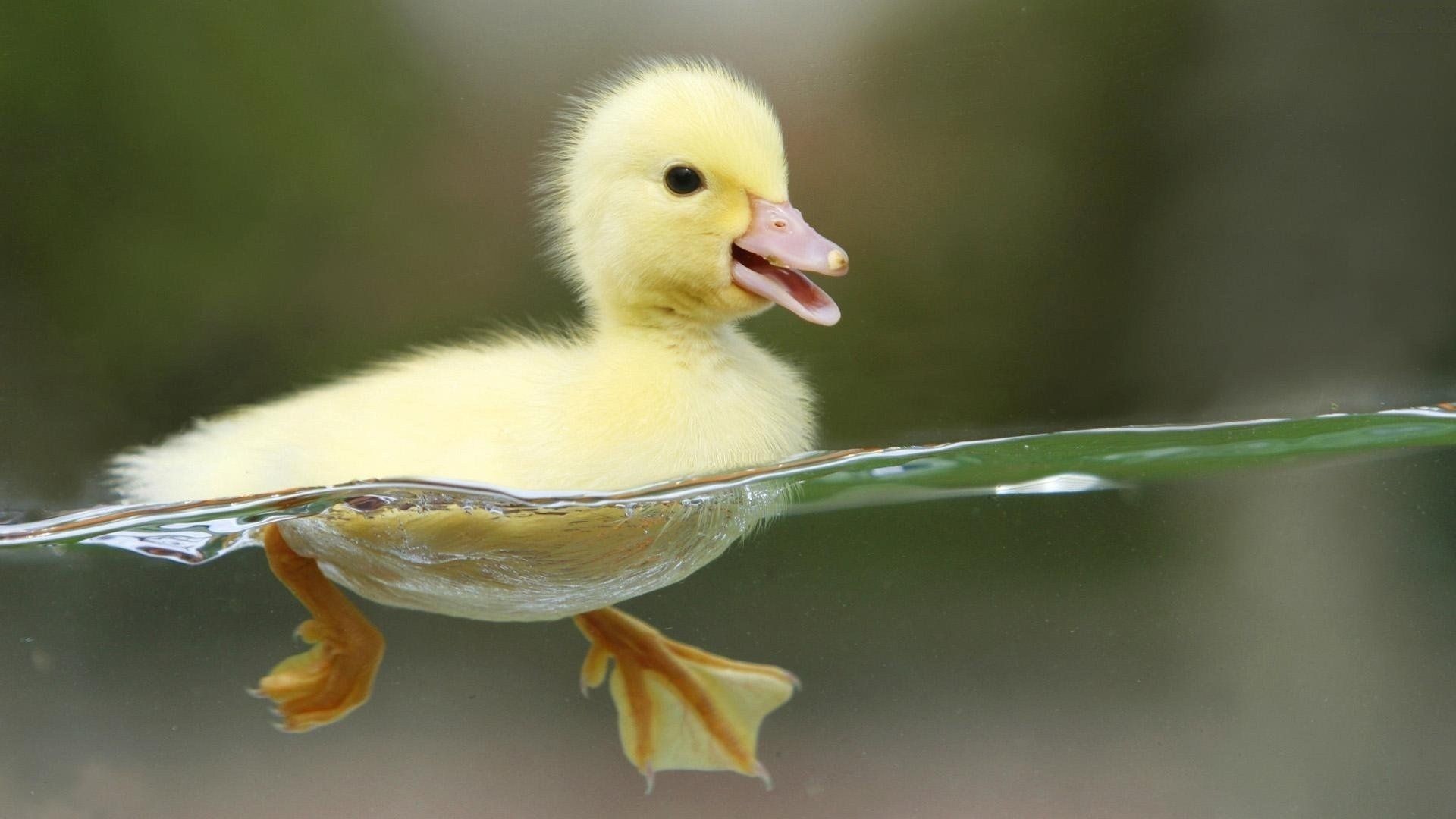 1920x1080  271 Duck HD Wallpapers | Background Images - Wallpaper Abyss