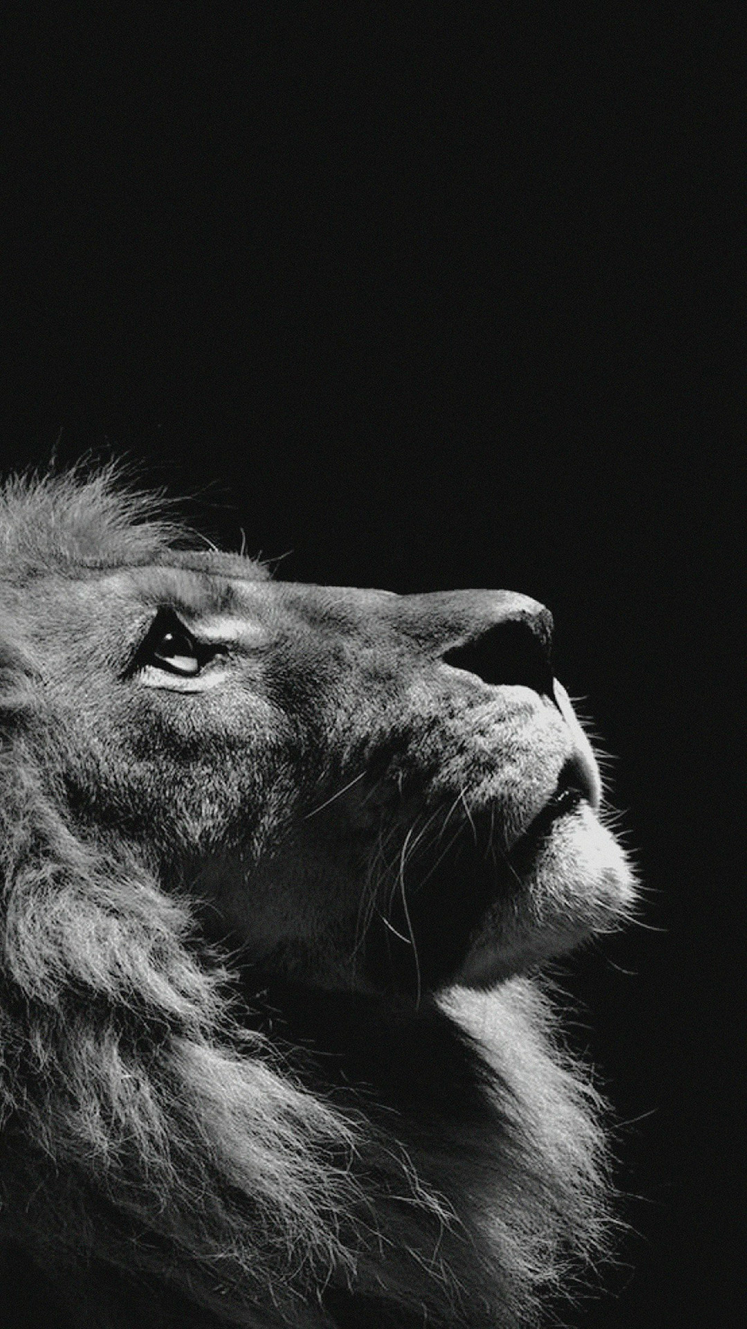 1080x1920 Lion Looking Sky Animal Nature Dark Photo iPhone 6 wallpaper