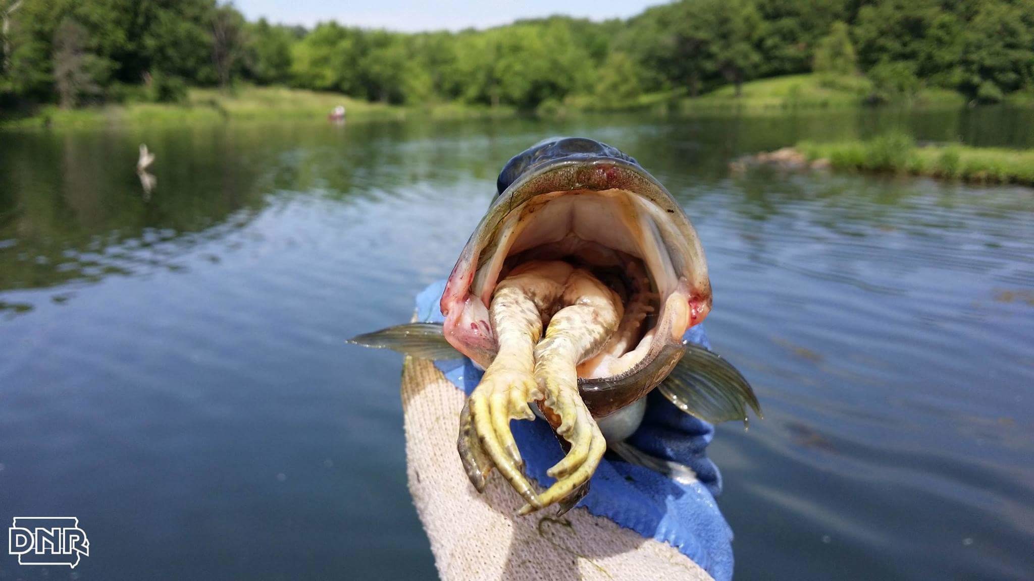 2048x1152 We found this 14-inch largemouth bass eating a bullfrog during an  electrofishing survey at Lake Iowa