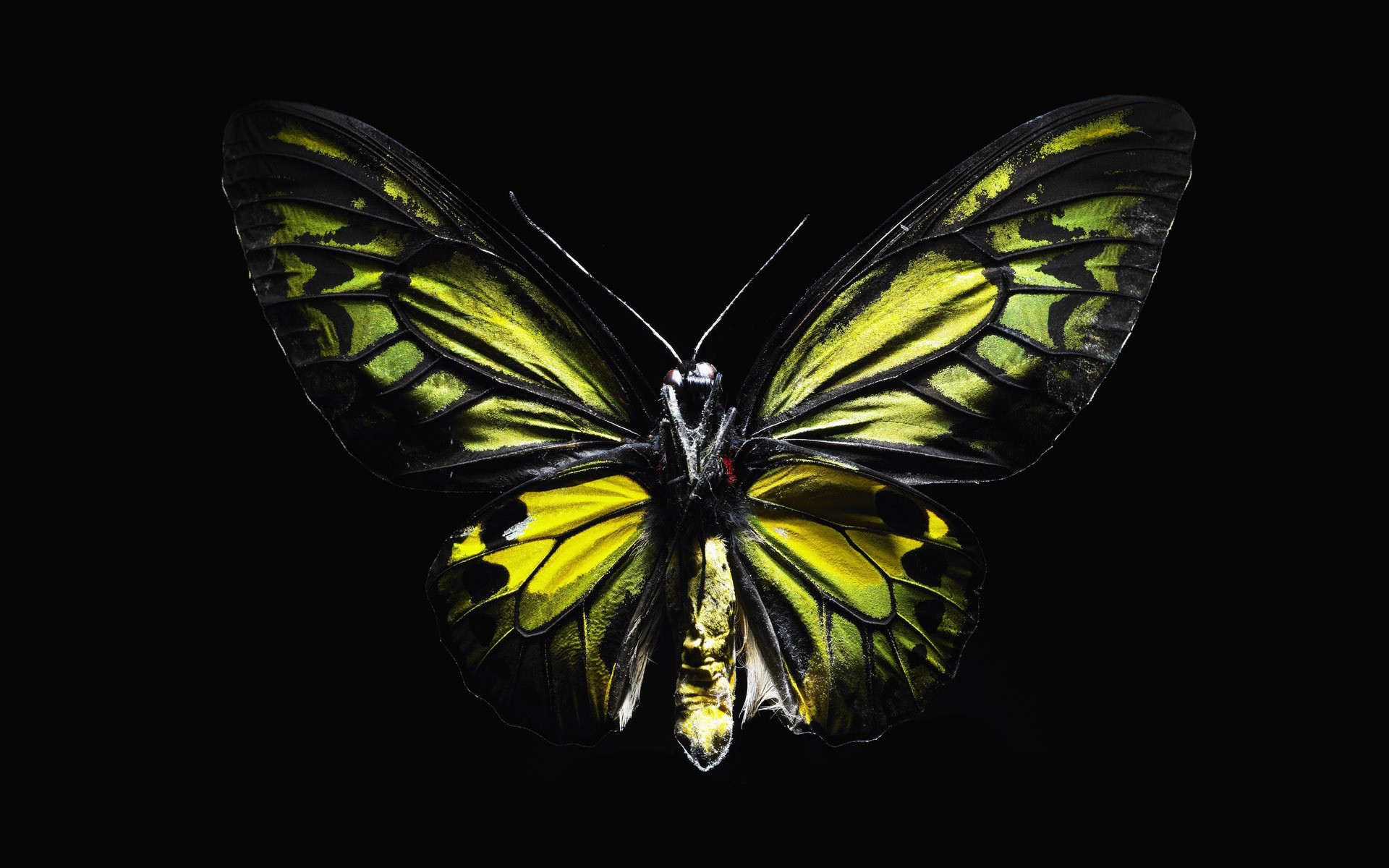 1920x1200 Download wallpaper: gree butterfly, green butterfly on black background,  download wallpapers for desktop