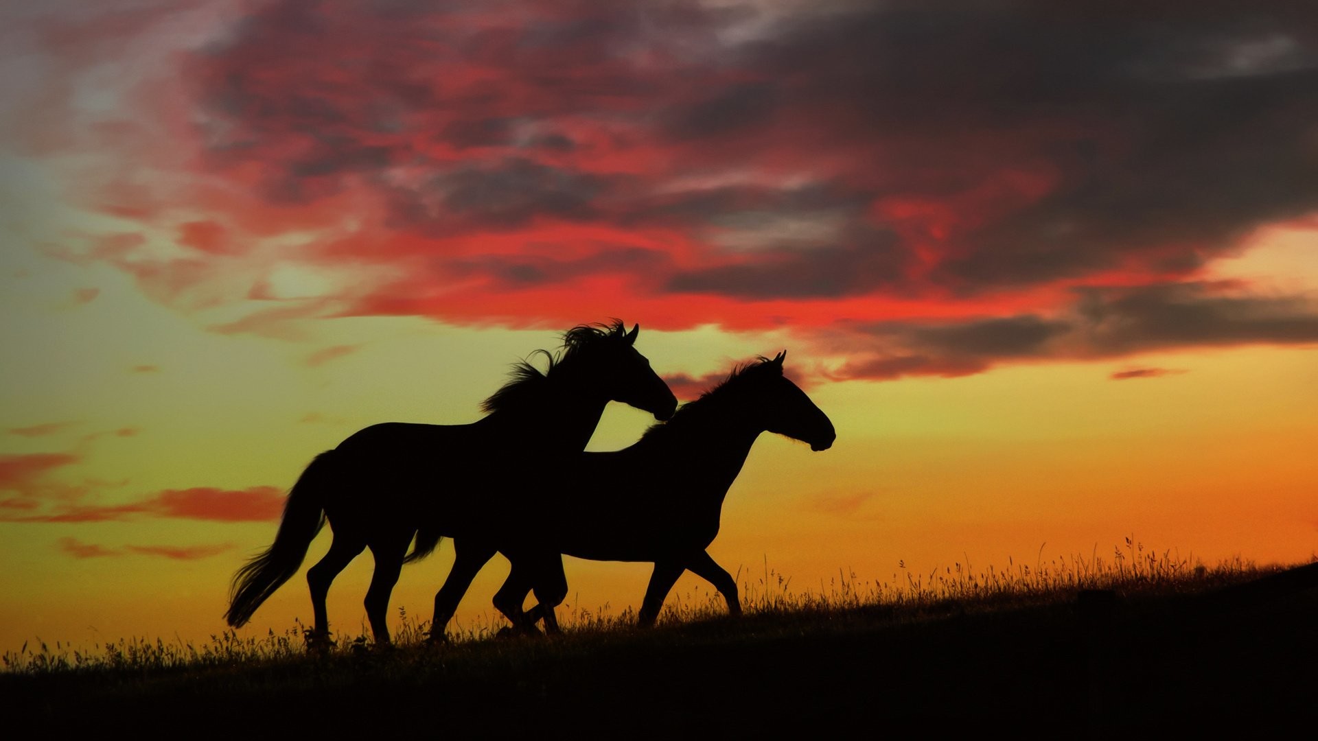 1920x1080 Horse Sunset Background
