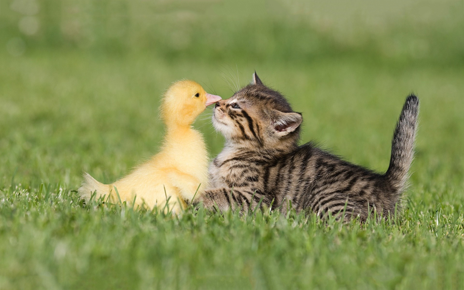 1920x1200 Kitten And Duckling Pictures #6928013 - HD Wallpapers