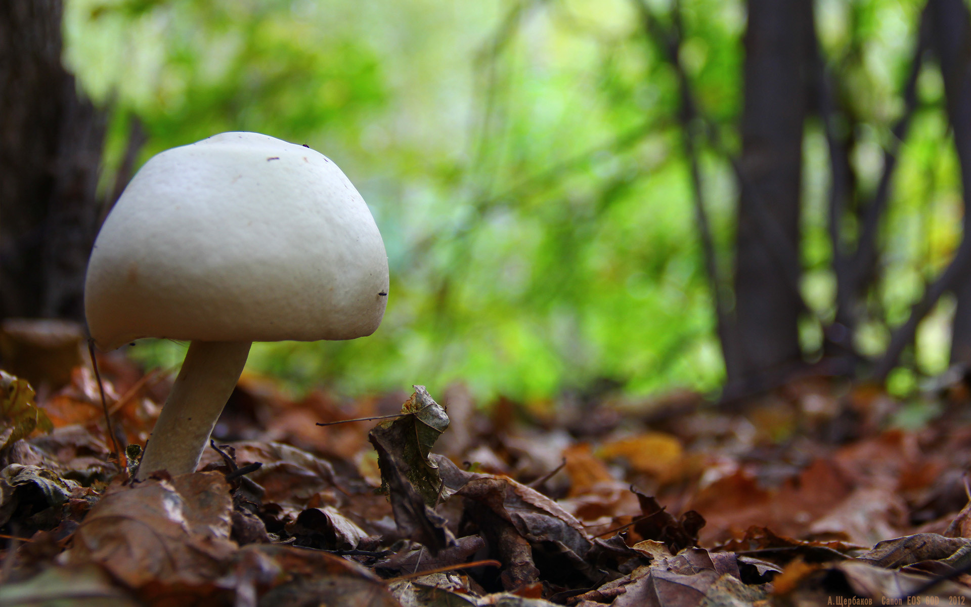 1920x1200 White mushroom in the forest wallpapers and images - wallpapers, pictures,  photos
