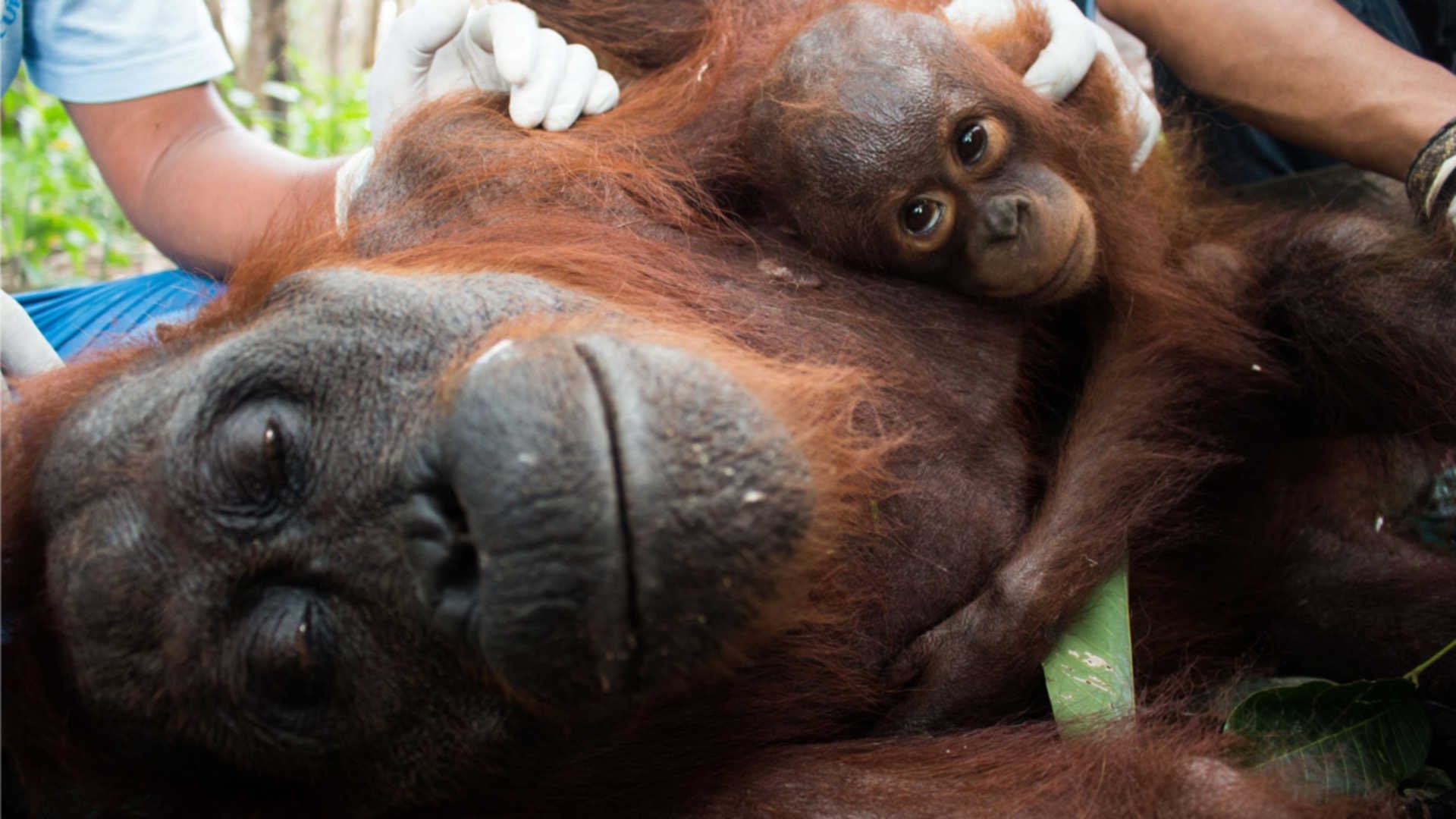 1920x1080 Baby Orangutan Clings To Starving Mum