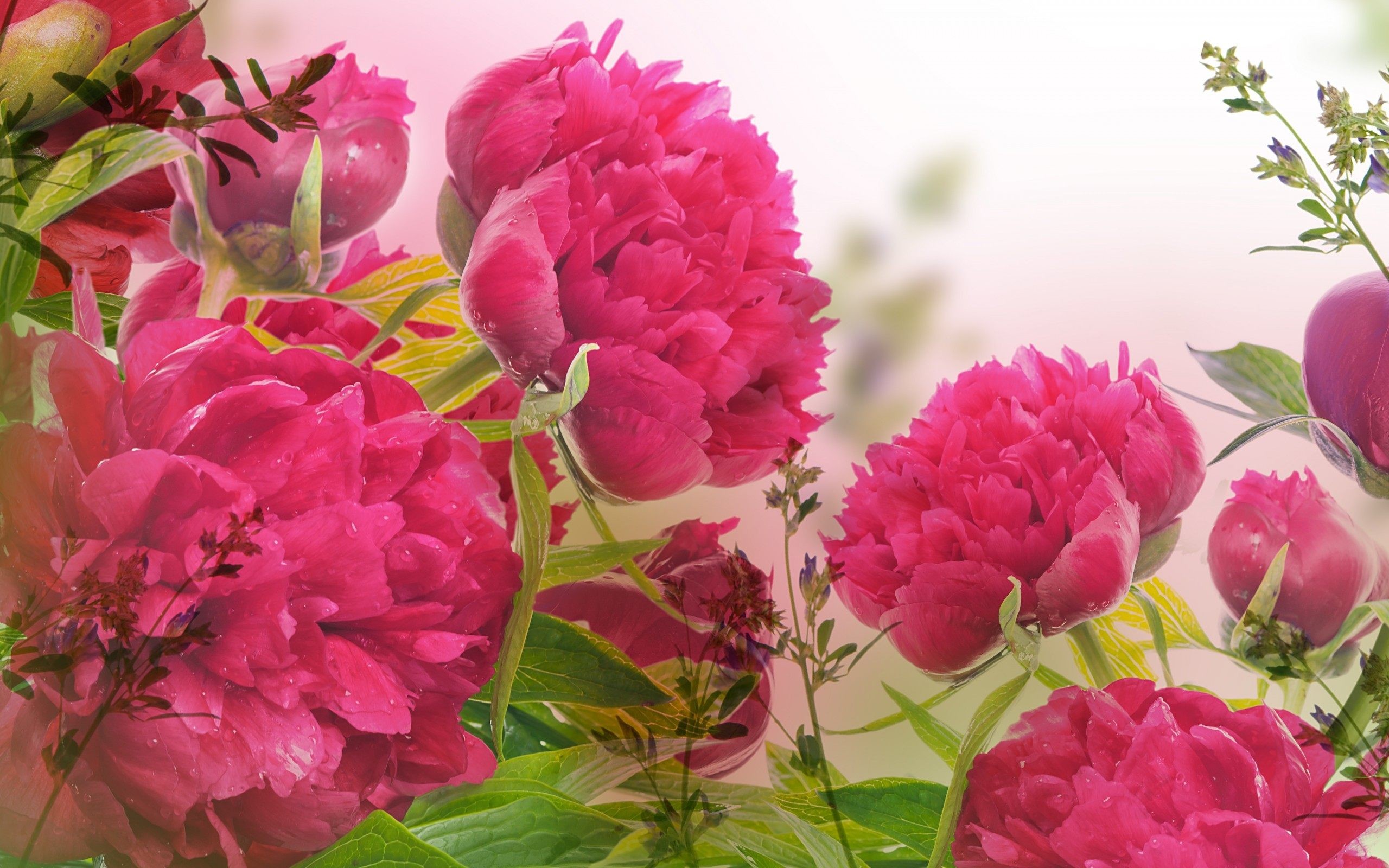 2560x1600 Peonies Beautiful Flowers Wallpaper HD Download For Desktop