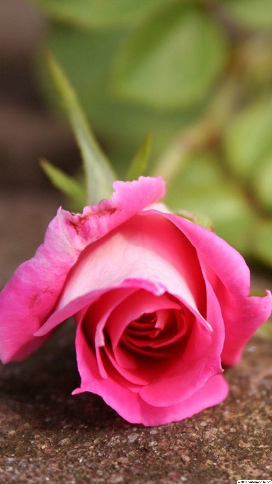 1080x1920 Flower wallpaper Â· Imagem relacionada. Pink Rose ...