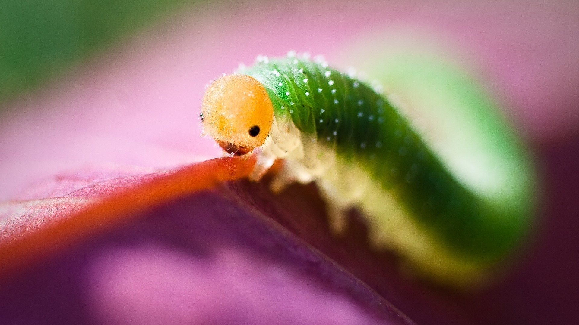 1920x1080 Preview wallpaper caterpillar, green, purple, insect 