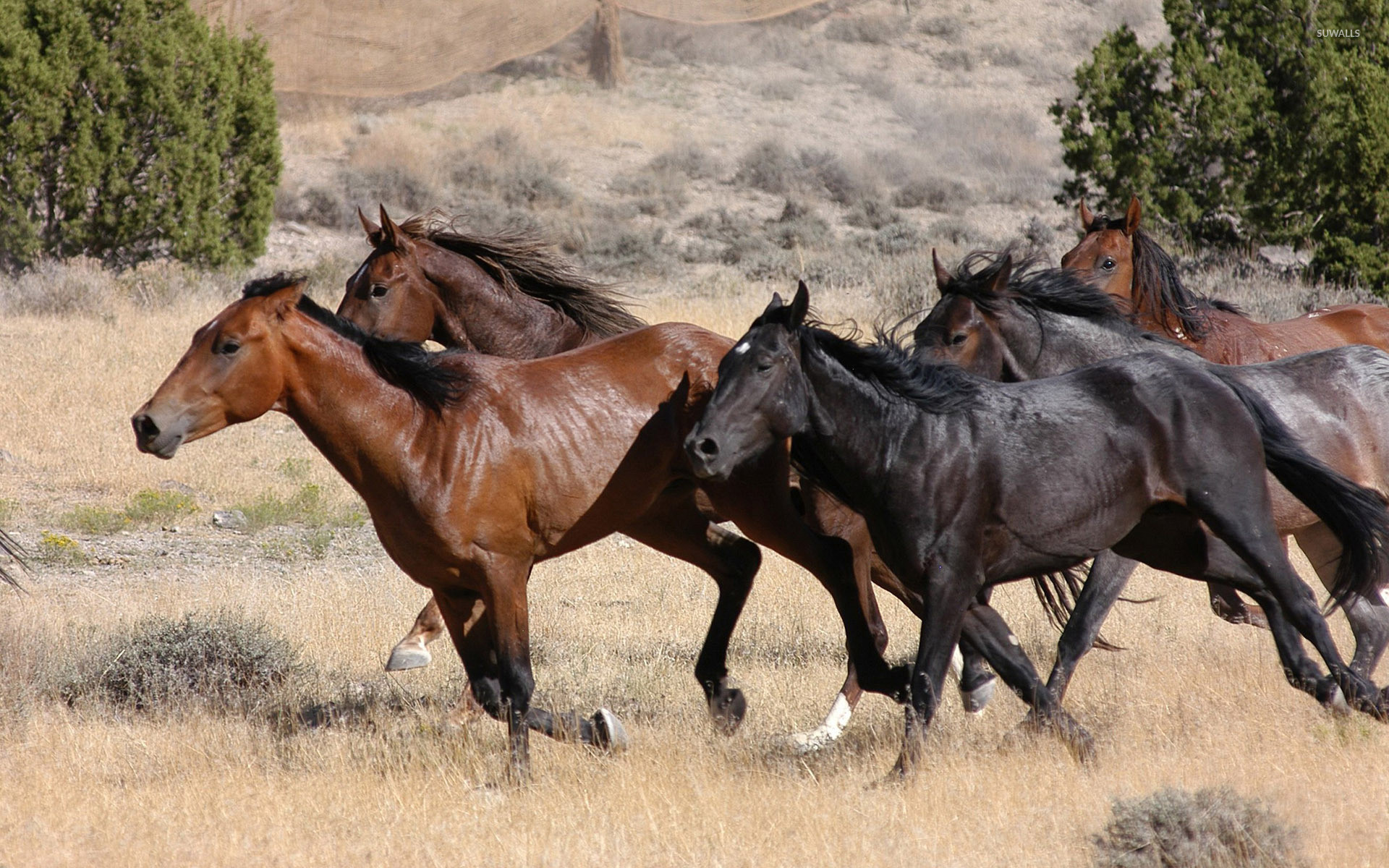 1920x1200 Horses running wallpaper