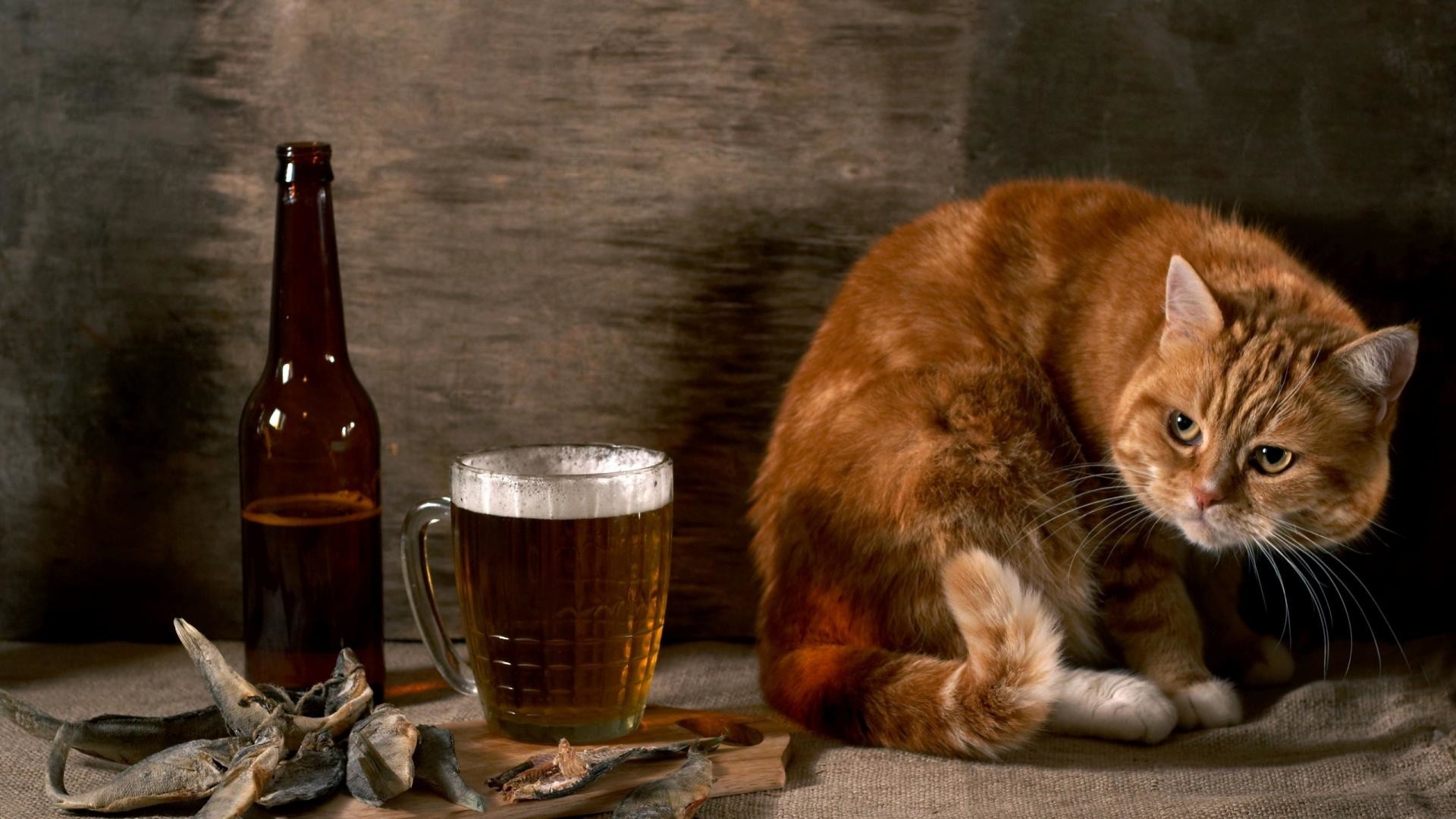 1920x1080 Cat-And-Beer-Funny-Animal-Wallpaper-HD-free-