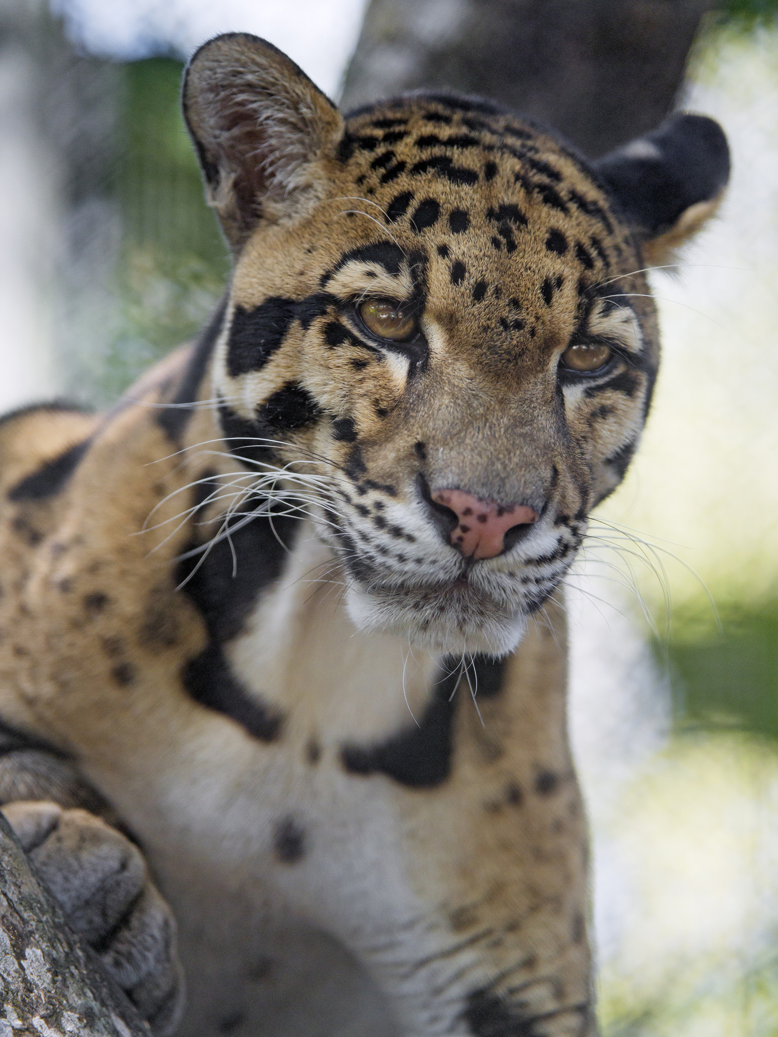 1536x2048 Another clouded leopard photo |