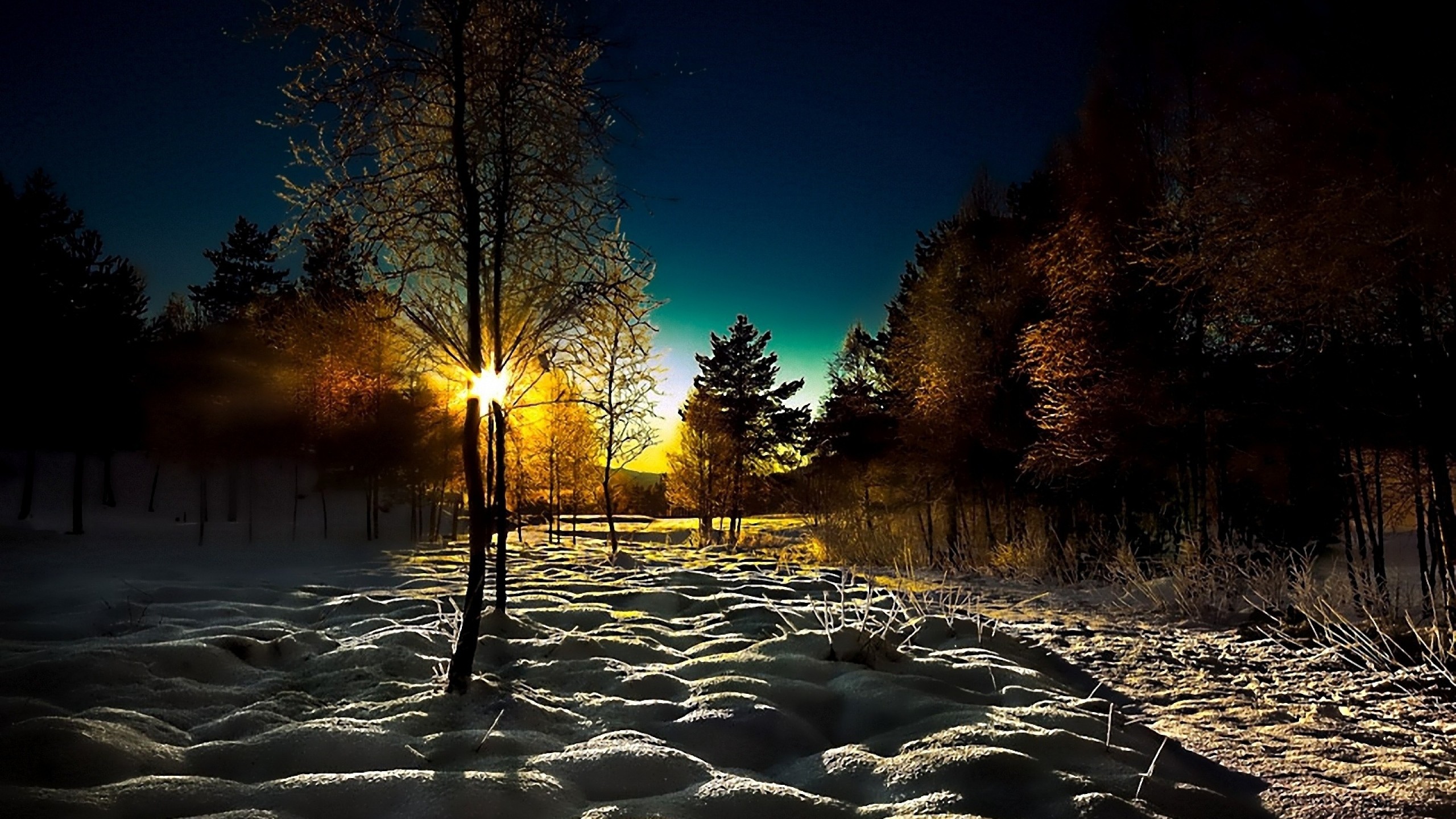 2560x1440 Preview wallpaper winter, wood, young growth, dawn, morning, shadows, cover