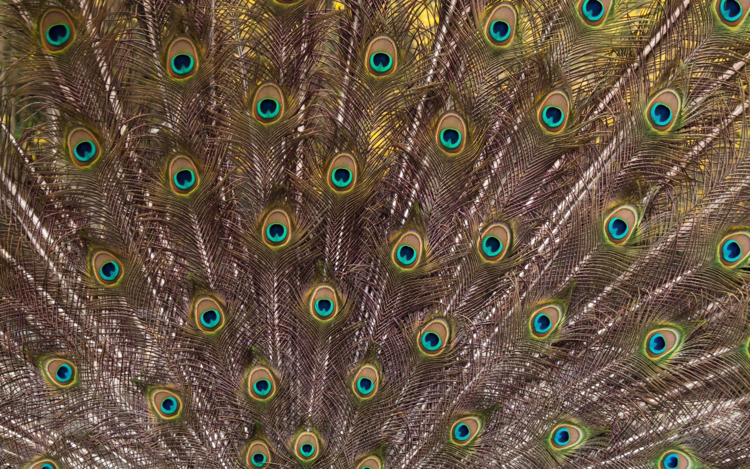2560x1600 White Peacock Feathers Wallpaper HD Wallpapers | Genovic.