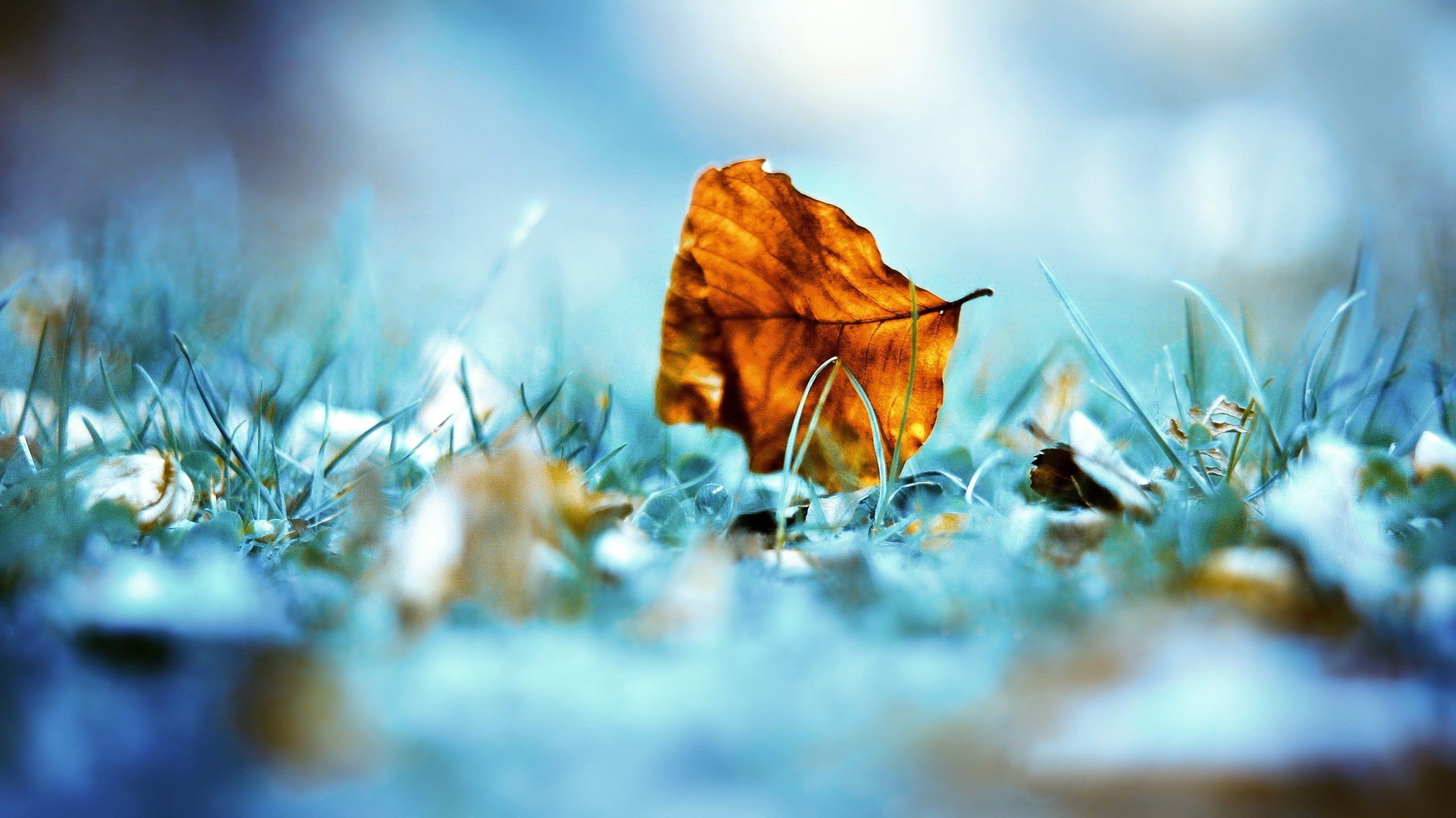 2560x1440 Nature Leaves Unique Photography Wallpaper HD Free Download #78922988839  Wallpaper