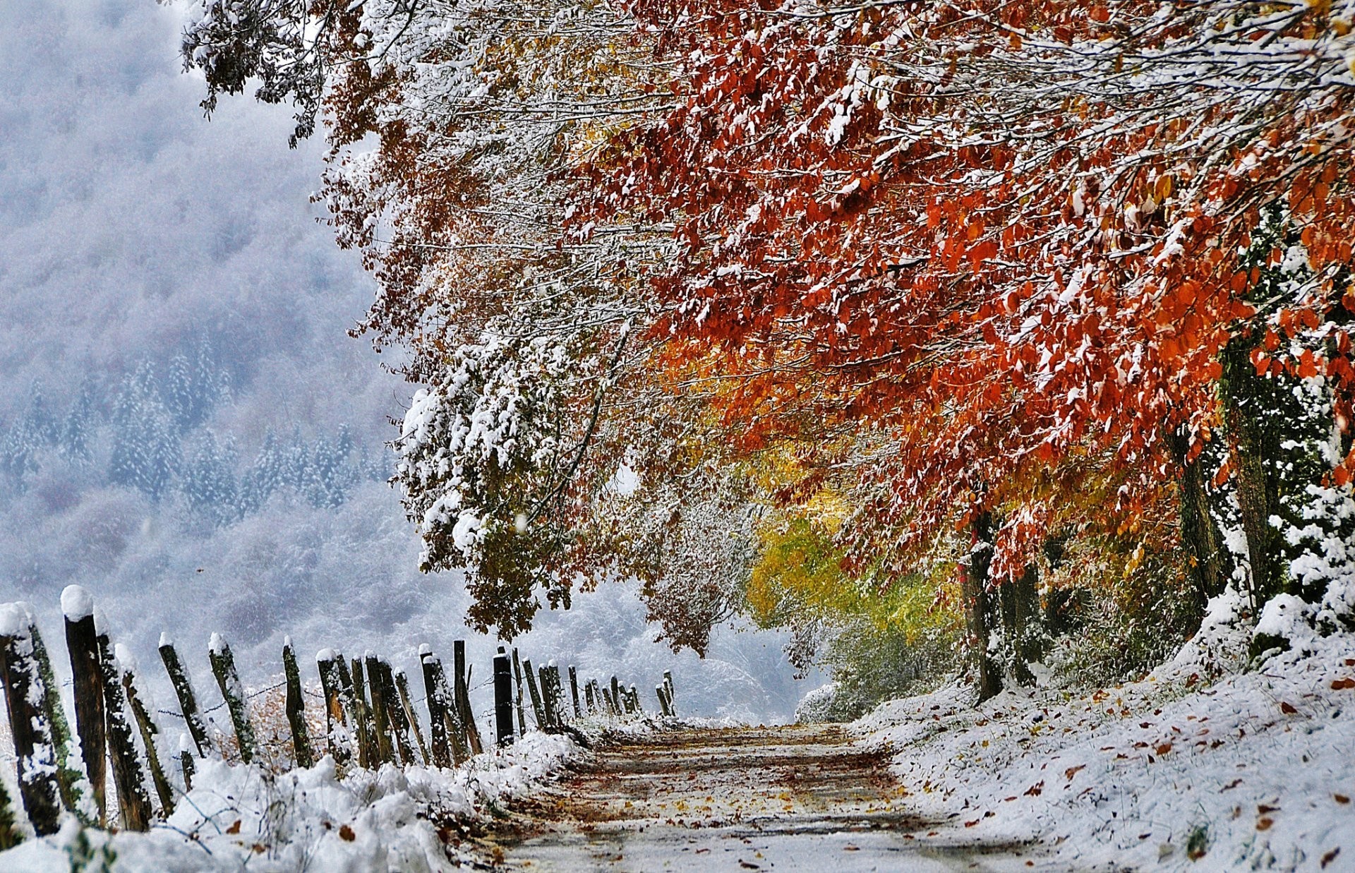 1920x1237 nature france autumn november snow