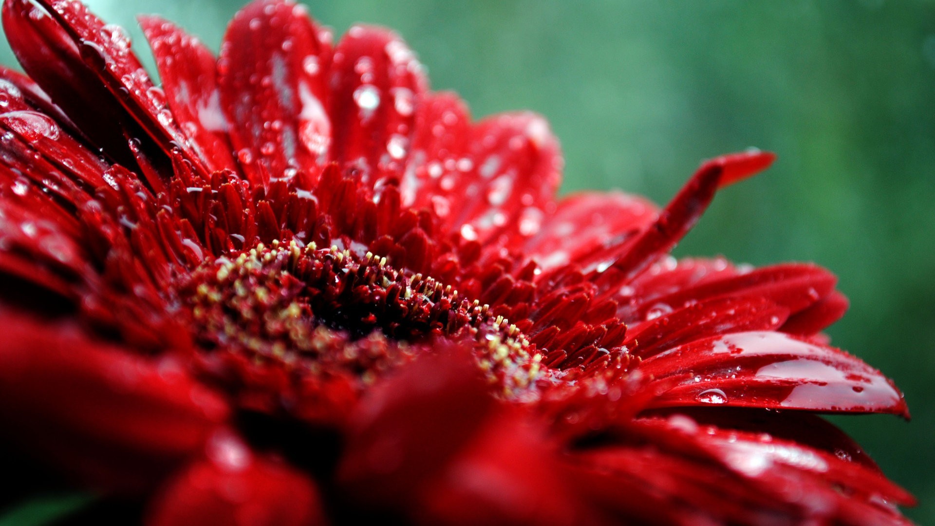 1920x1080 Red Flowers In May Widescreen Wallpaper