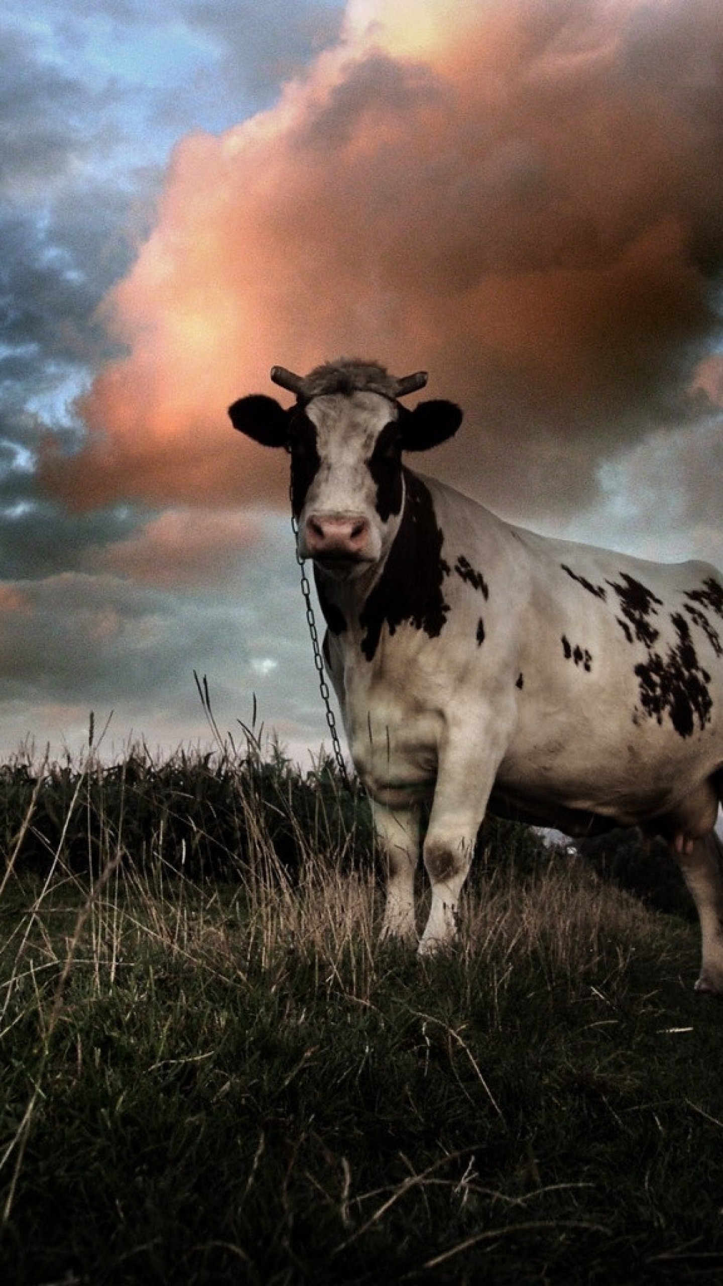 1440x2560  Wallpaper cow, field, cloudy, grass