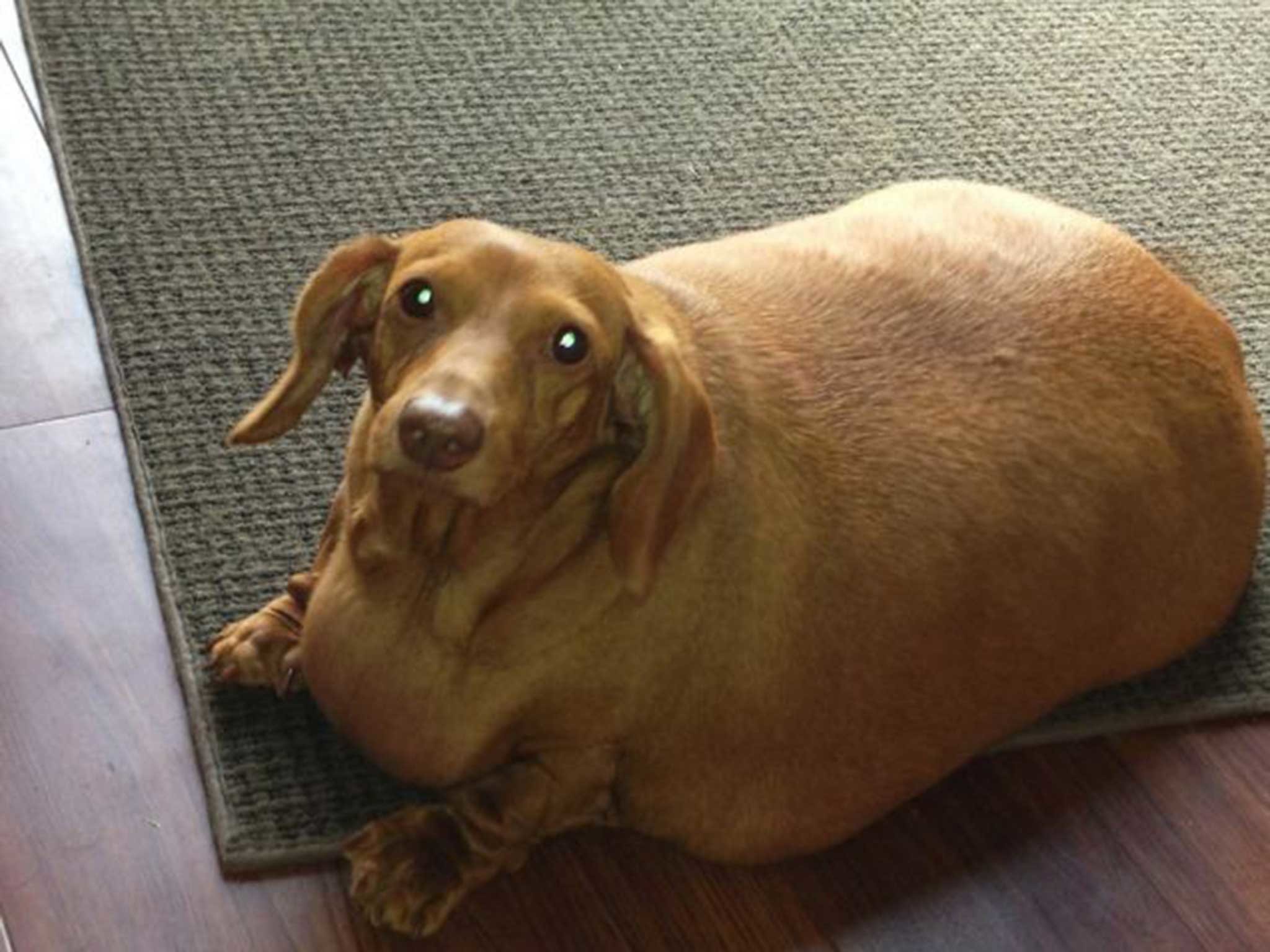 2048x1536 Dennis the dog: Obese dachshund loses 75% of his bodyweight | The  Independent