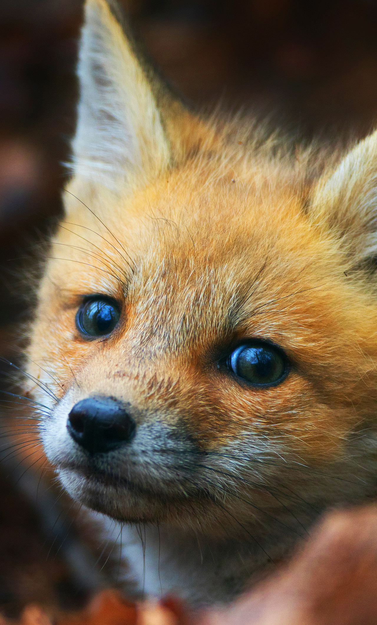 1280x2120 cute-fox-cub-pz.jpg