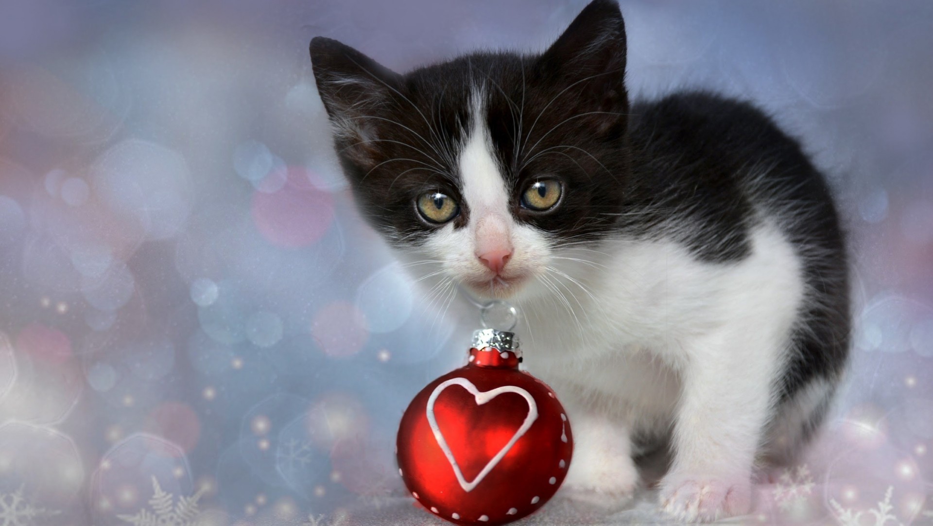 1920x1082 Kitten, Christmas Decoration, Bokeh, Black And White, Cats