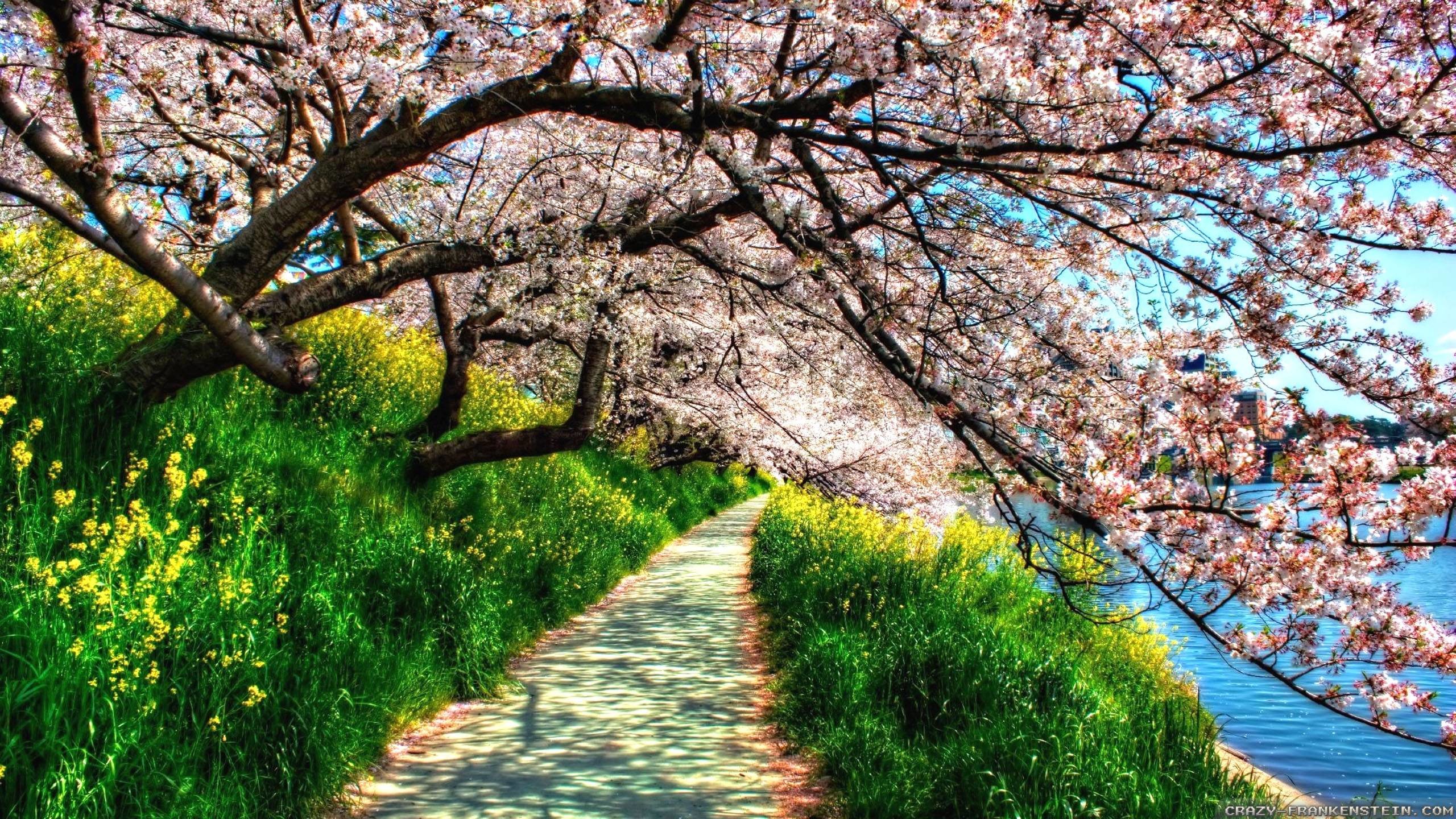 2560x1440 Spring Nature Photo Images 6 HD Wallpapers | Hdimges.