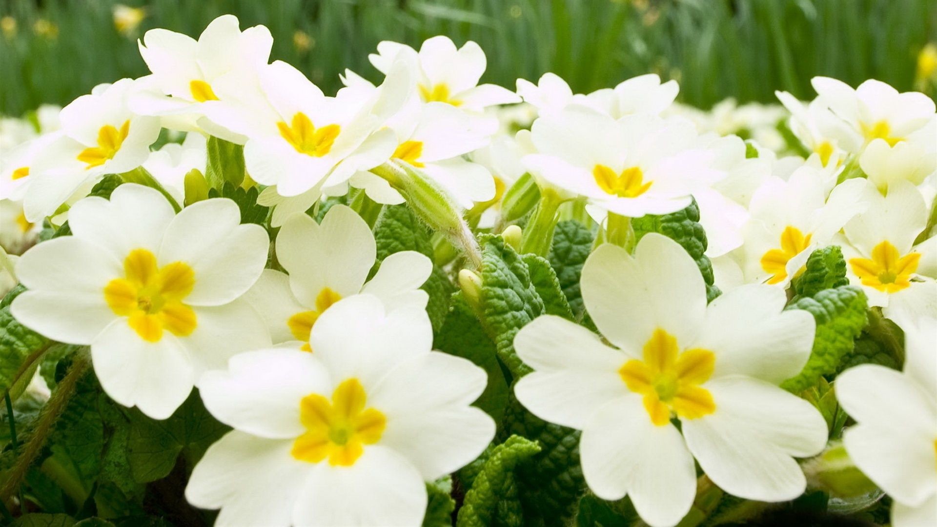 1920x1080 White flower wallpapers