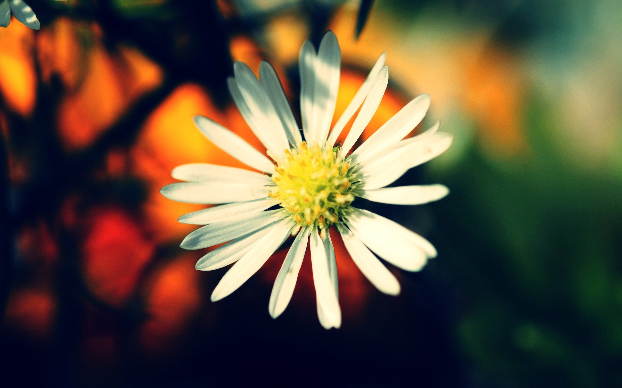 2560x1600 White Daisy Flower Desktop Wallpaper