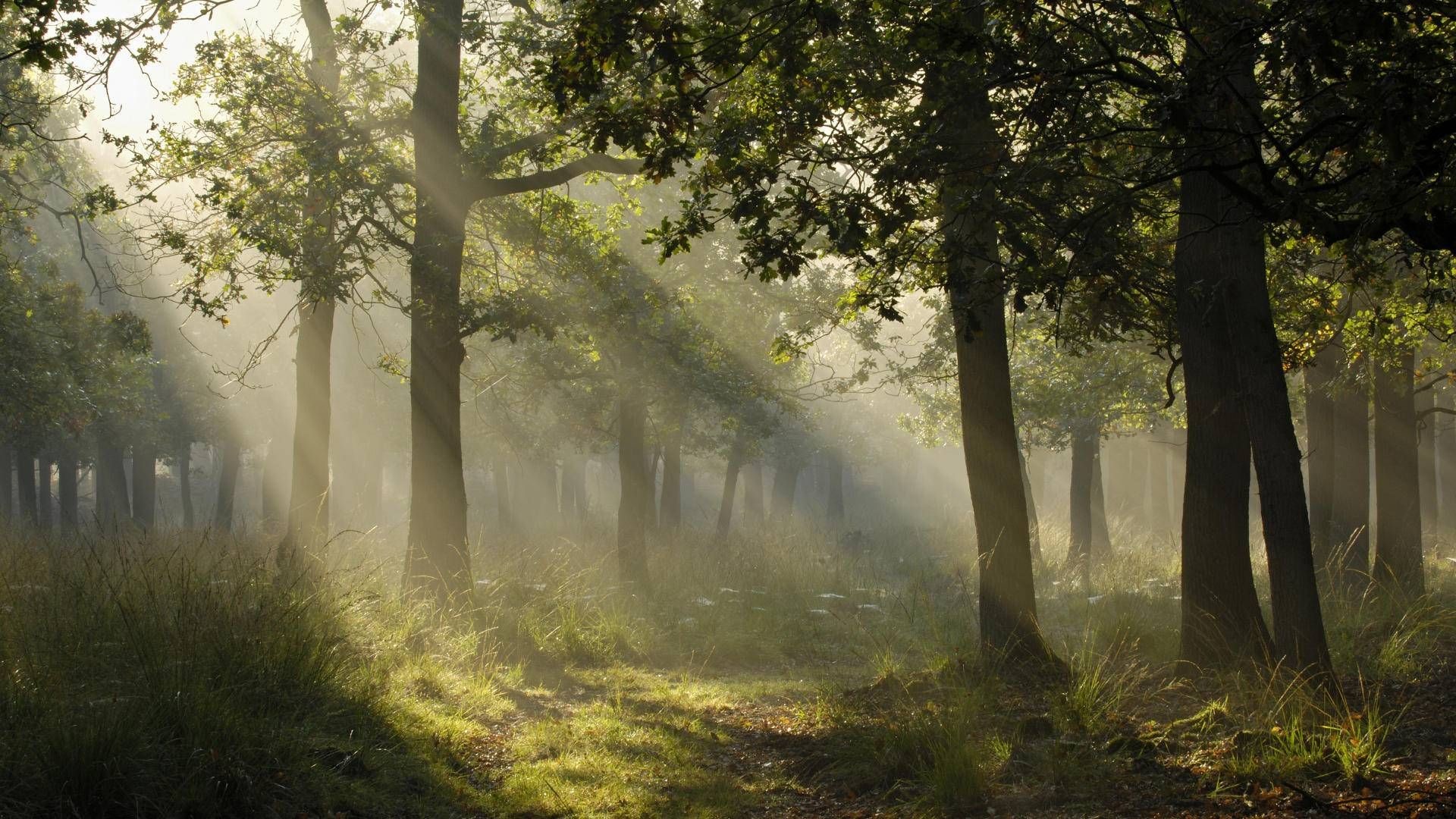 1920x1080 enchanted forest - Google Search