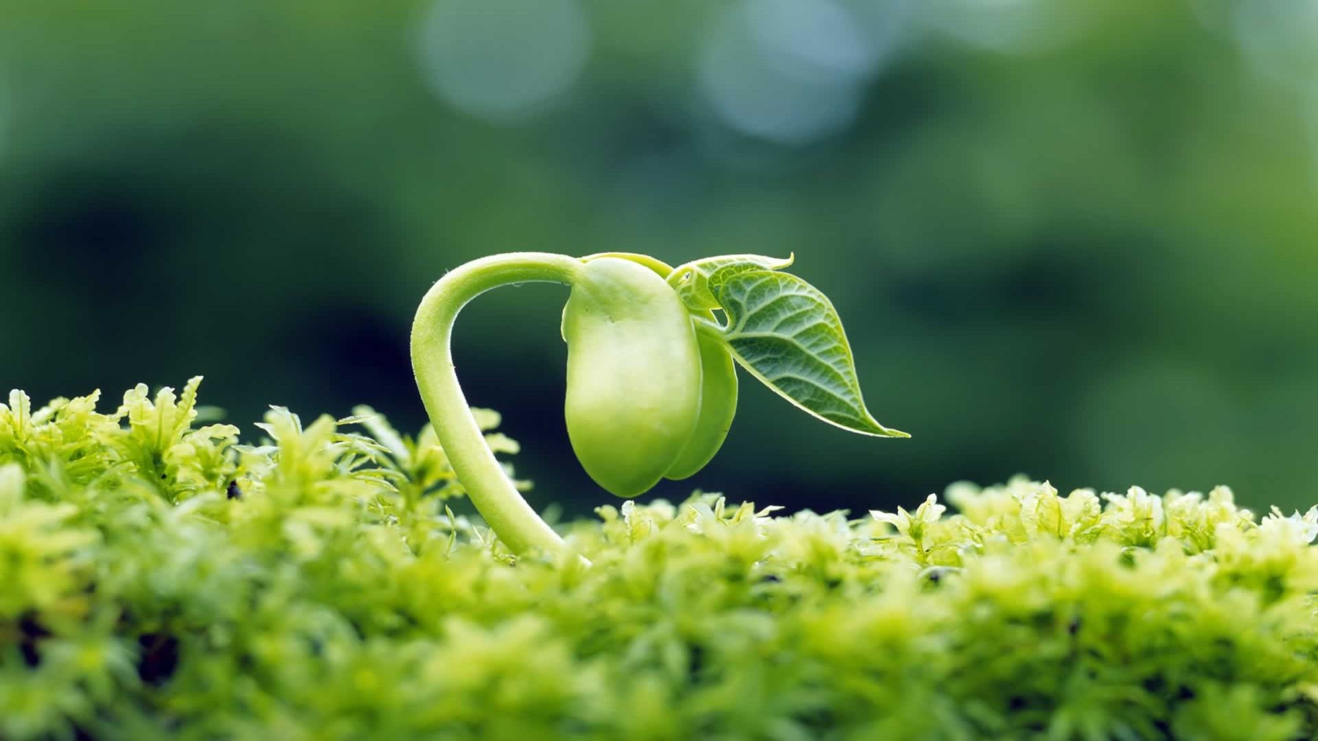 1920x1080 Wallpaper Nature Spring High Quality