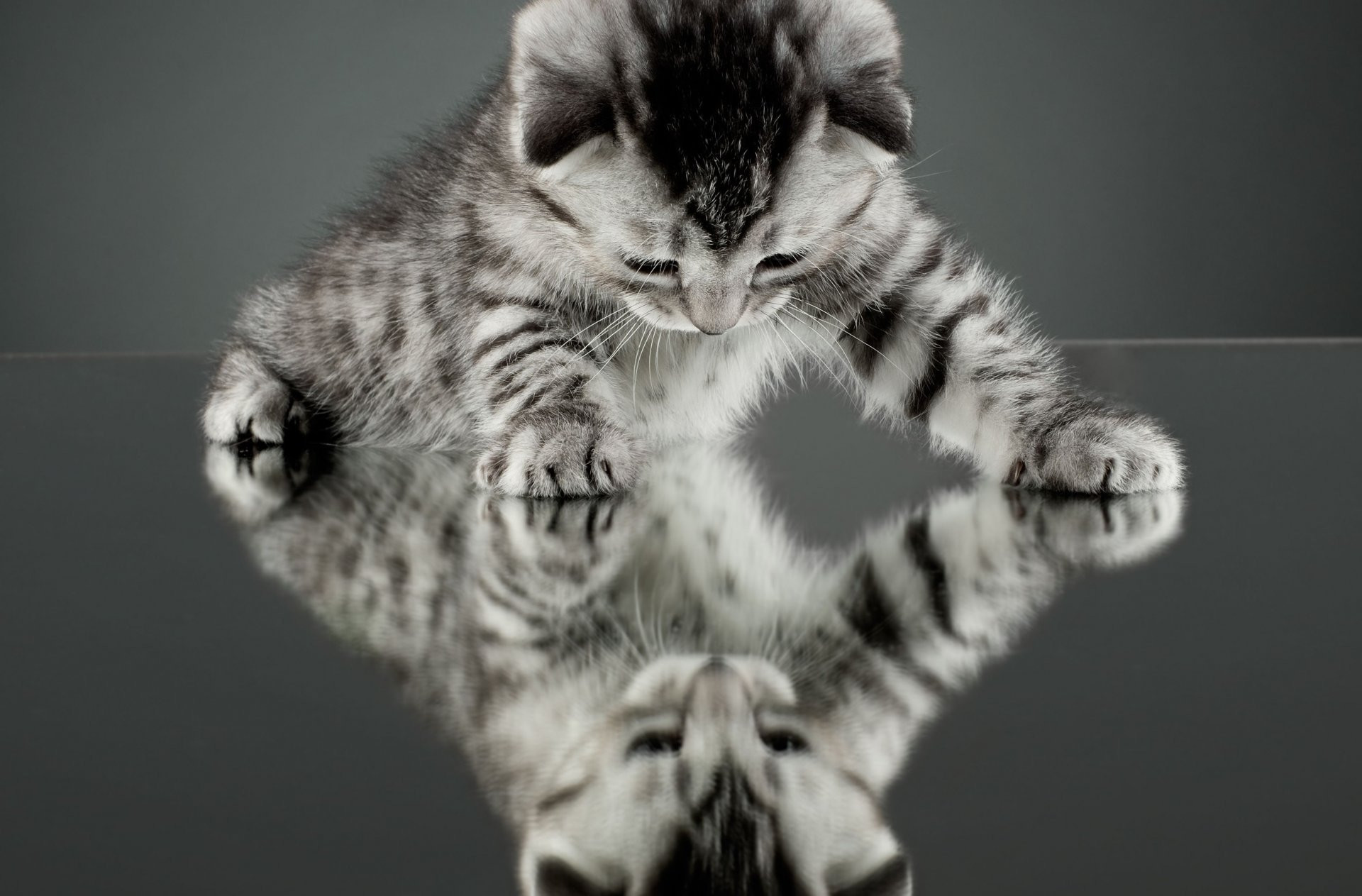 1920x1263 Cool Cat Cat Kitten Reflection Mirror Background Cat Wallpaper And Also  Mesmerizing Tiger Kitten Wallpaper