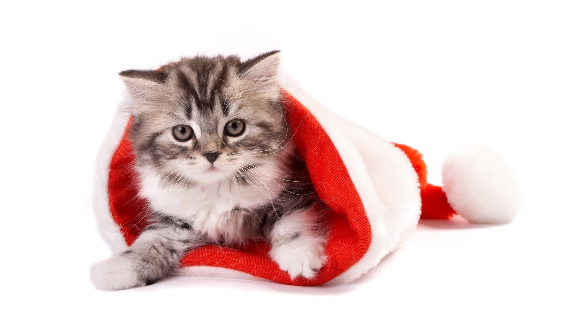 1920x1080   Wallpaper kitten, spotted, toys, tree, new year,  christmas