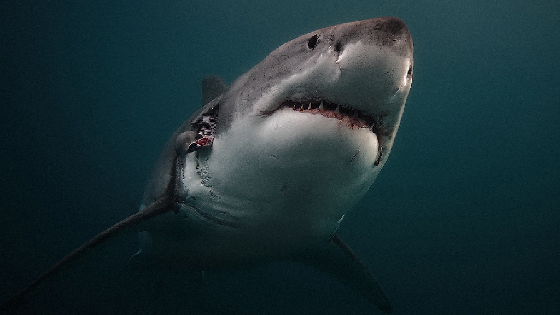 1920x1080 Preview wallpaper shark, predator, underwater 