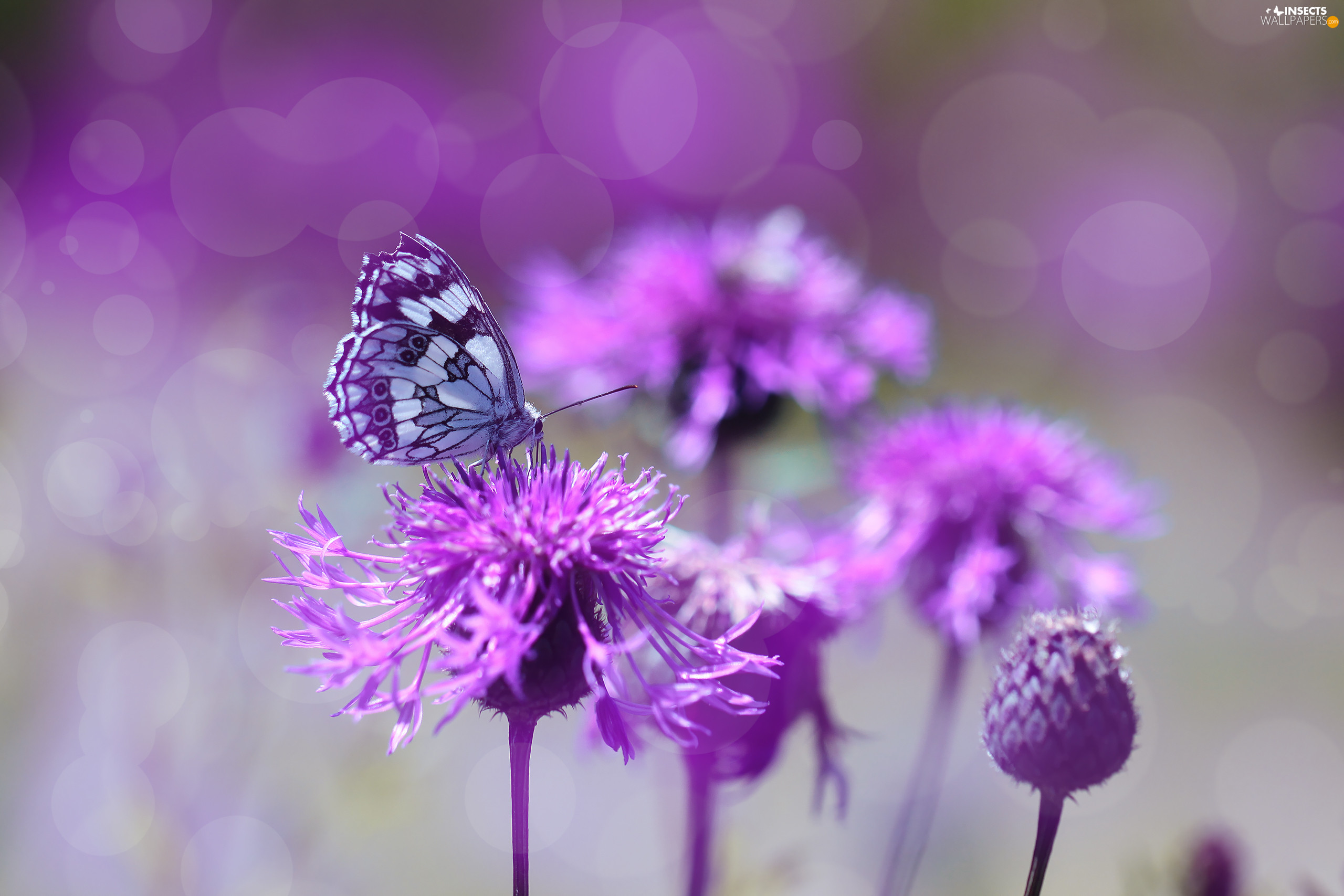 purple wallpaper butterfly