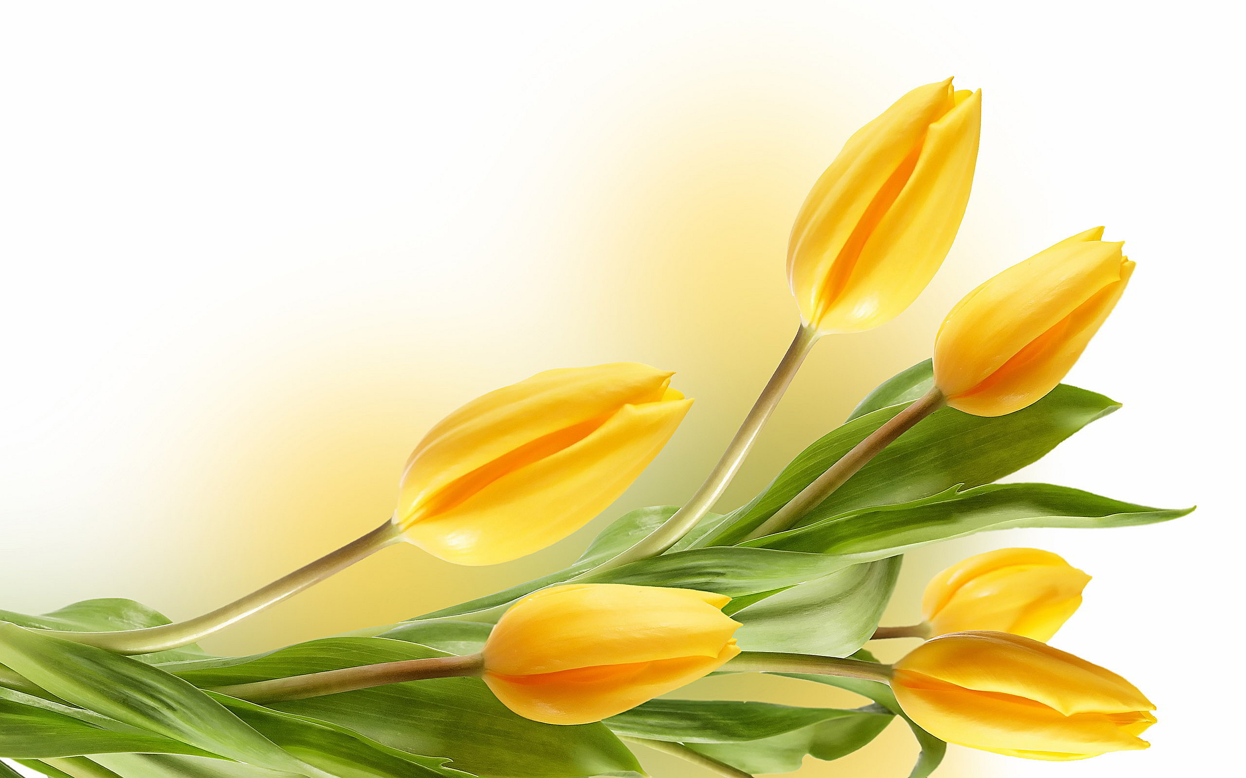 2560x1600 yellow tulip flower wallpaper. Â«Â«