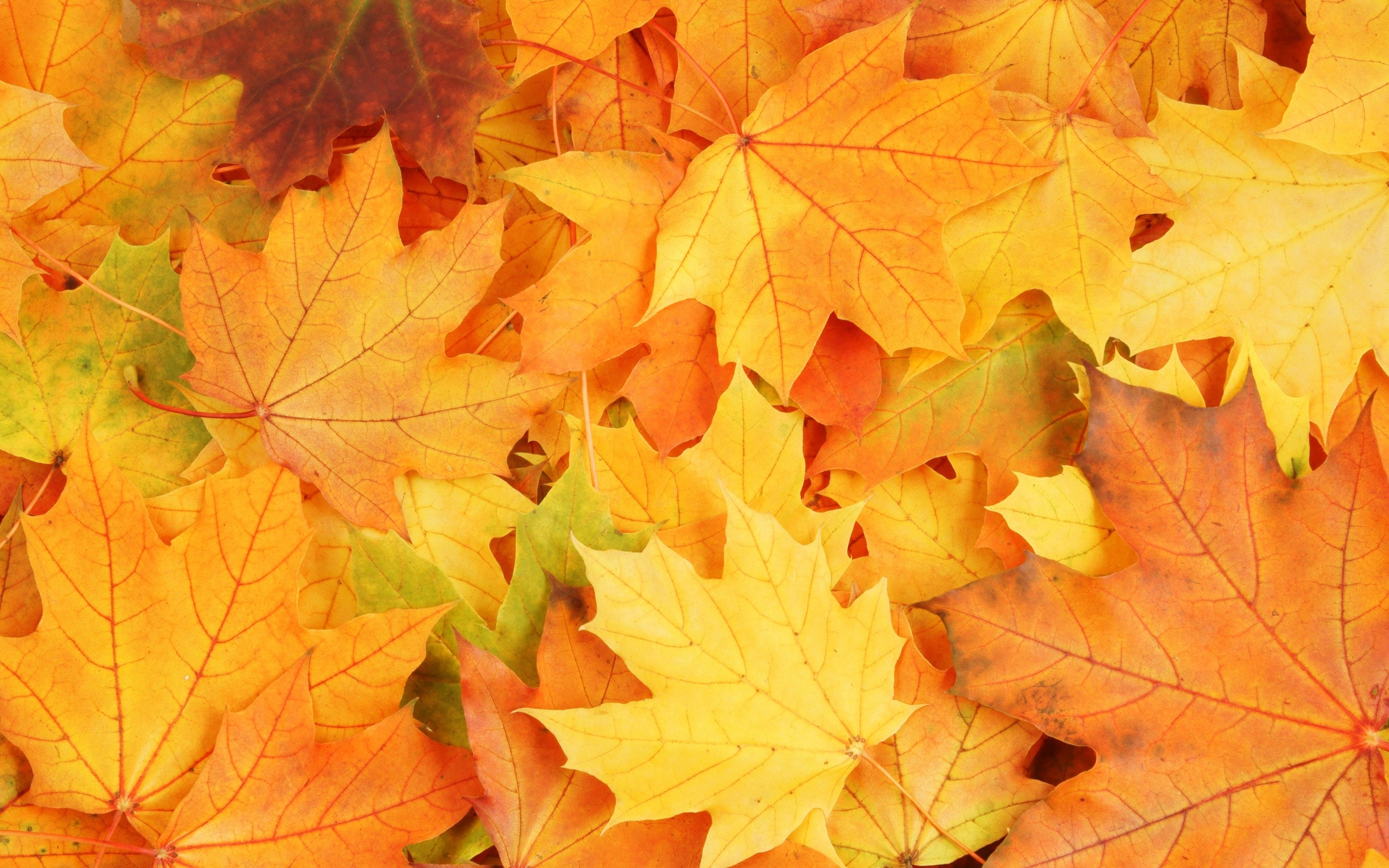 2560x1600 Autumn-season-yellow-maple-leaves-fall-wallpaper-background-