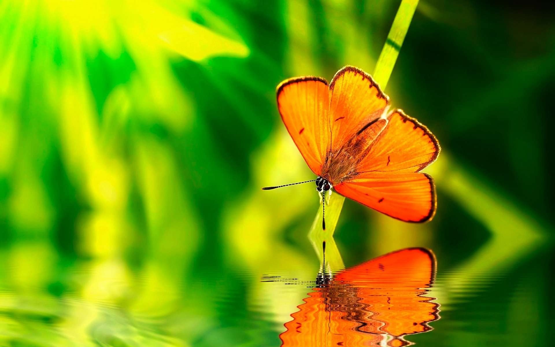 1920x1200 Green water nature orange insects wildlife reflections blurred background  butterflies wallpaper |  | 294097 | WallpaperUP