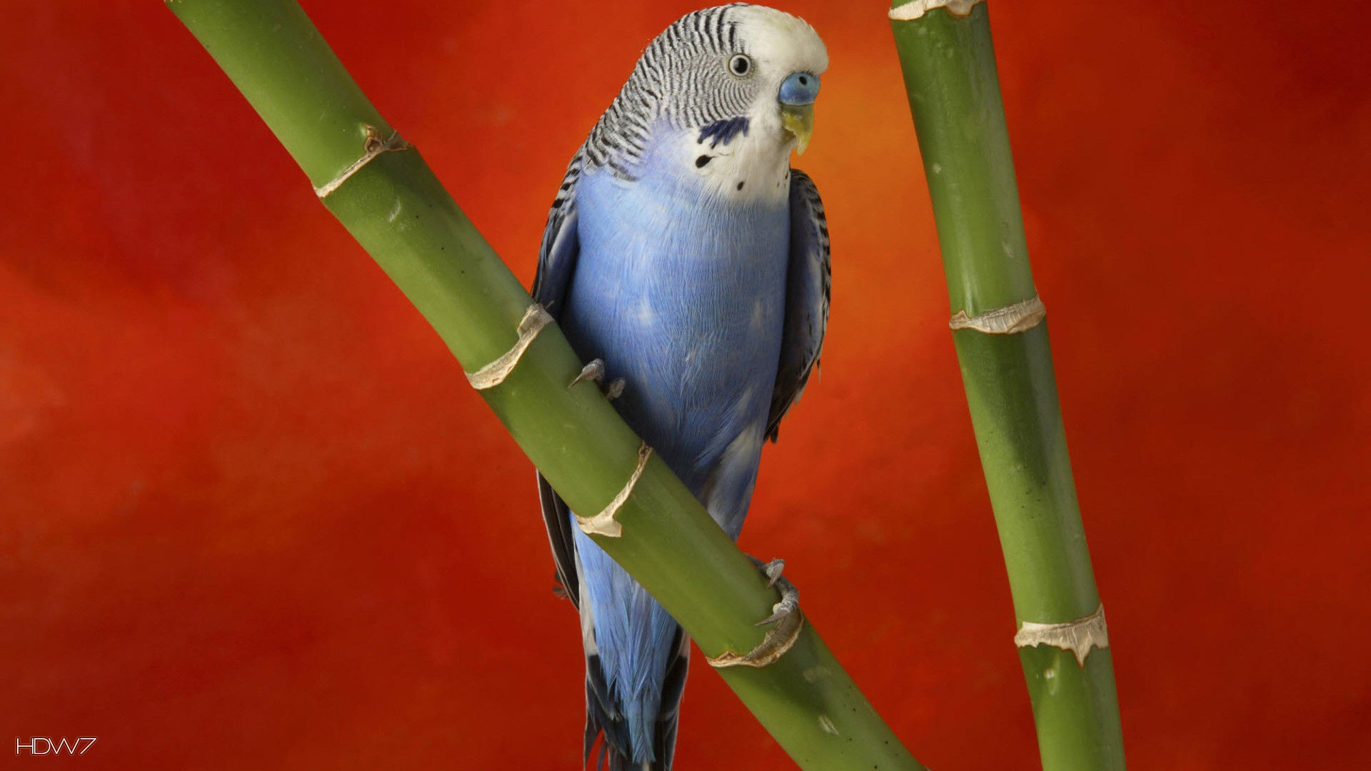 1920x1080 budgie common pet parakeet bird