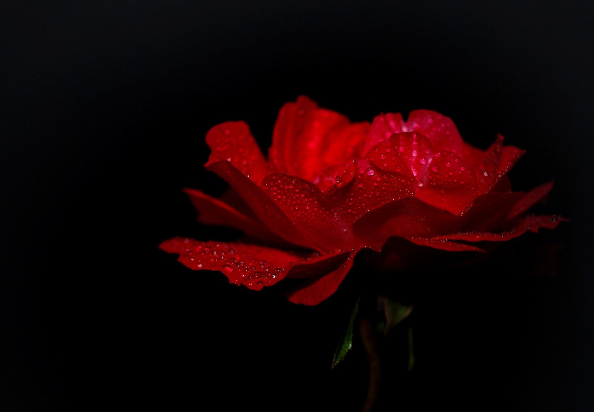 1920x1332 Rose Red, Black Background