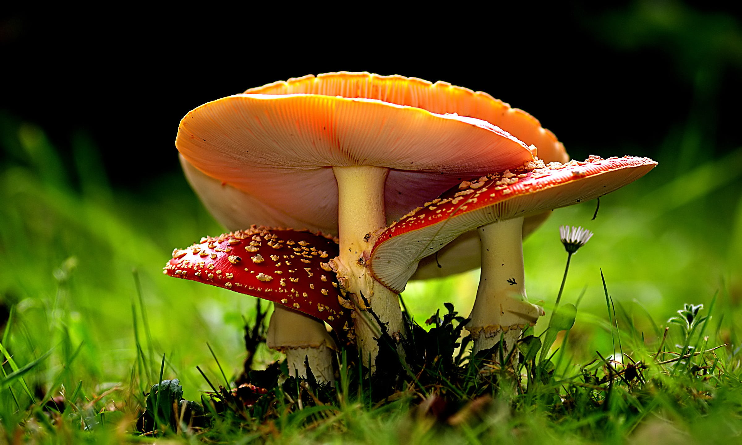 2400x1439 selective focus photography of two red and one orange mushrooms, amanita HD  wallpaper