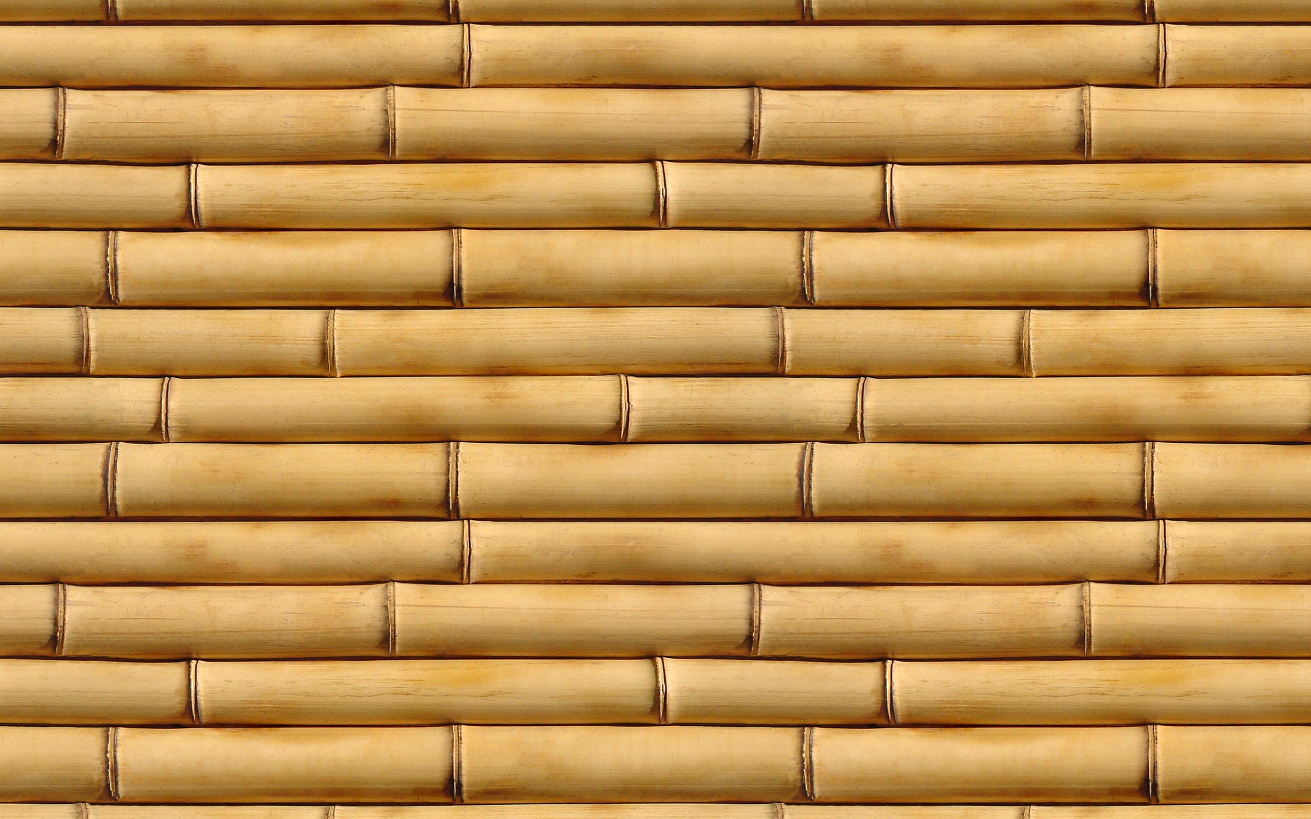 2560x1600  Earth - Bamboo Wallpaper