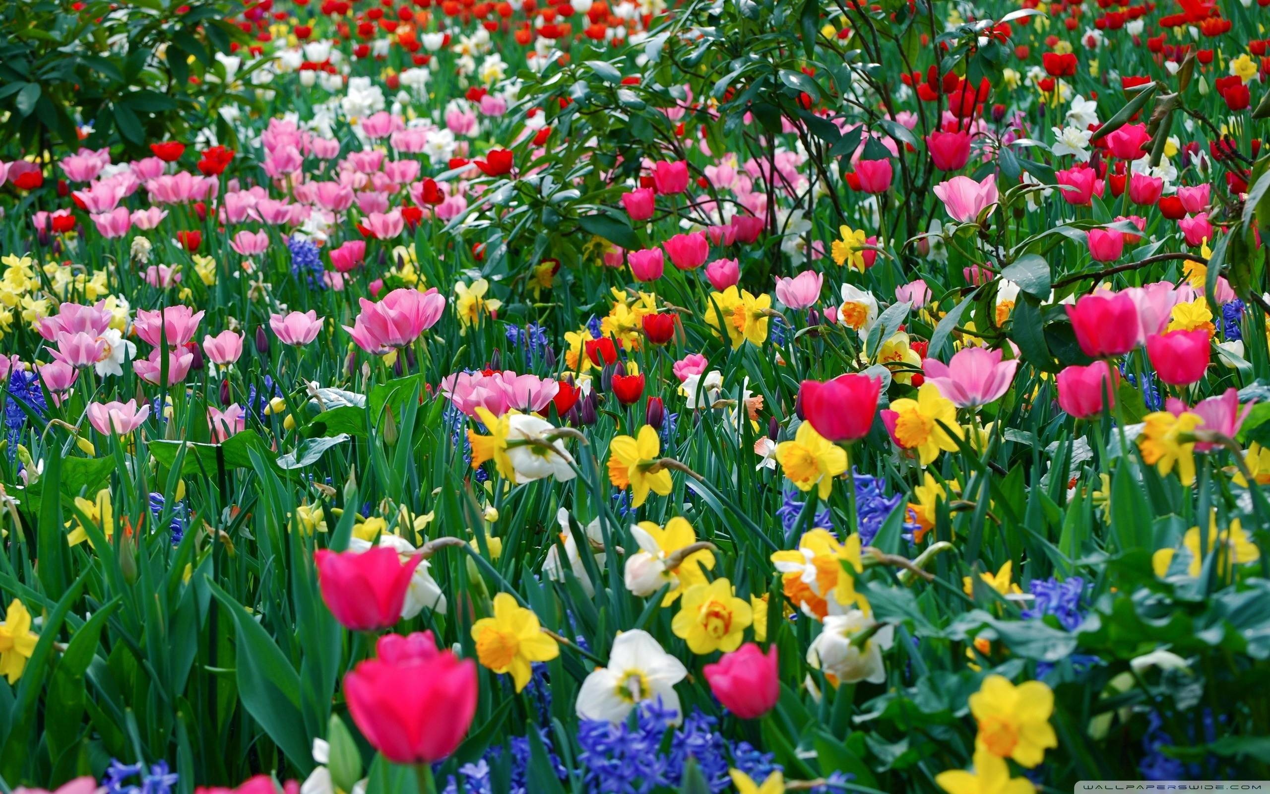 2560x1600 Spring Flowers HD Wallpapers, Desktop Photos