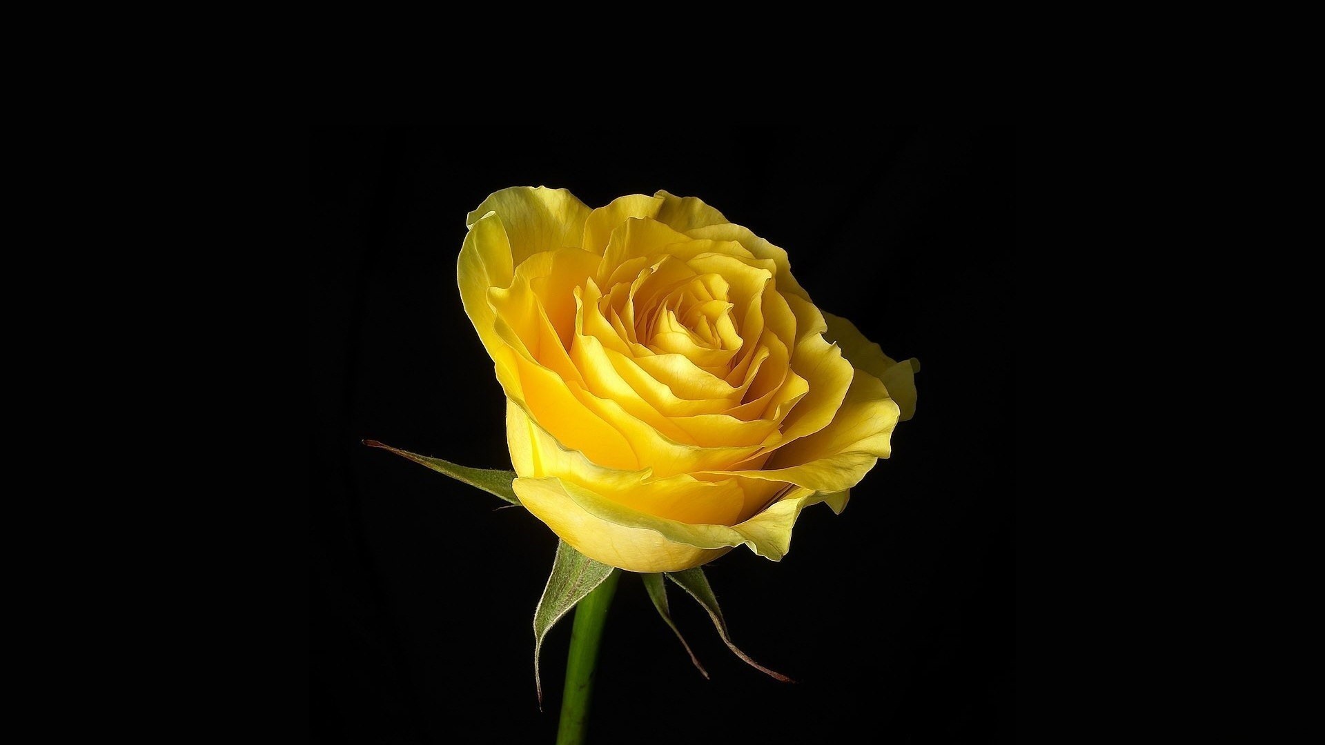 1920x1080 Beautiful yellow rose wallpaper