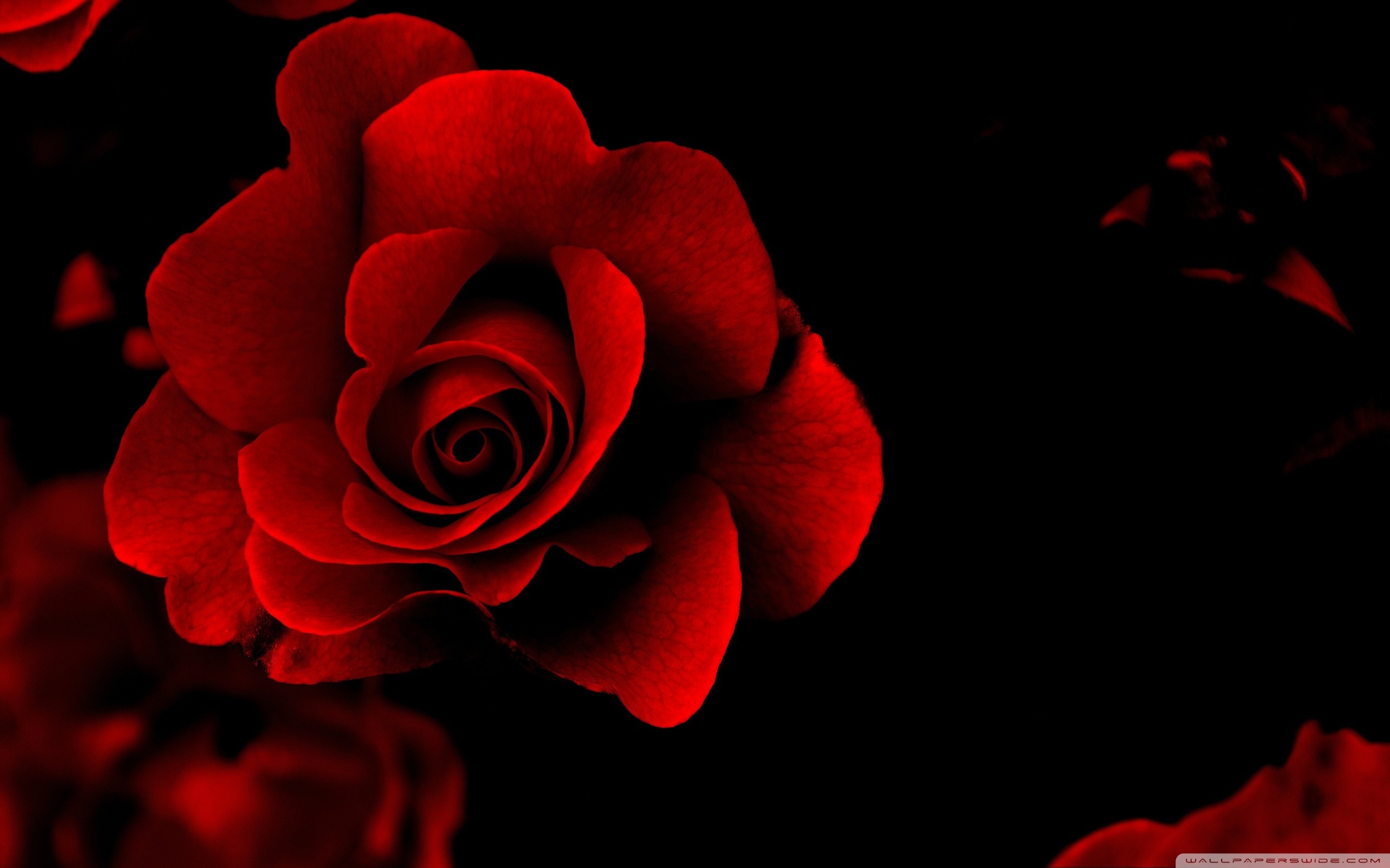 2560x1600 1920 x Red Rose Flower Desktop in wallpaper collections : Flower HD  Wallpapers .