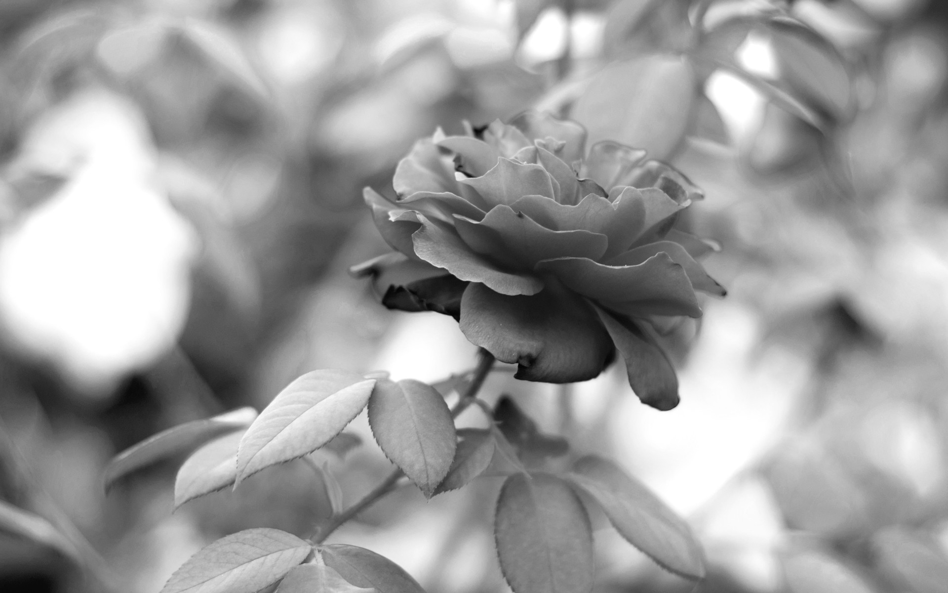 1920x1200 Black And White Rose Wallpaper 24 Background Wallpaper