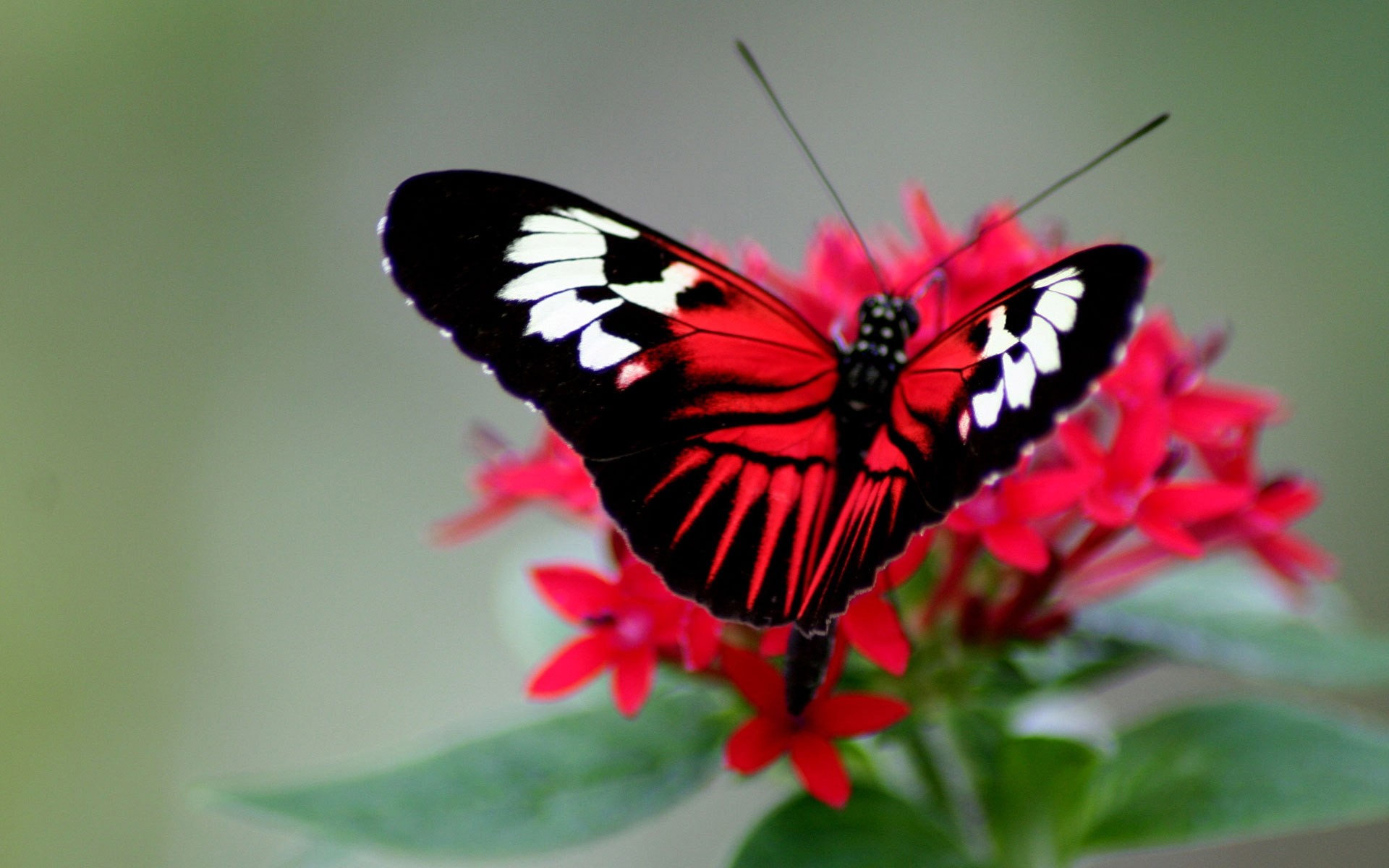 1920x1200  Wallpaper butterfly, color, bright, wings, strips