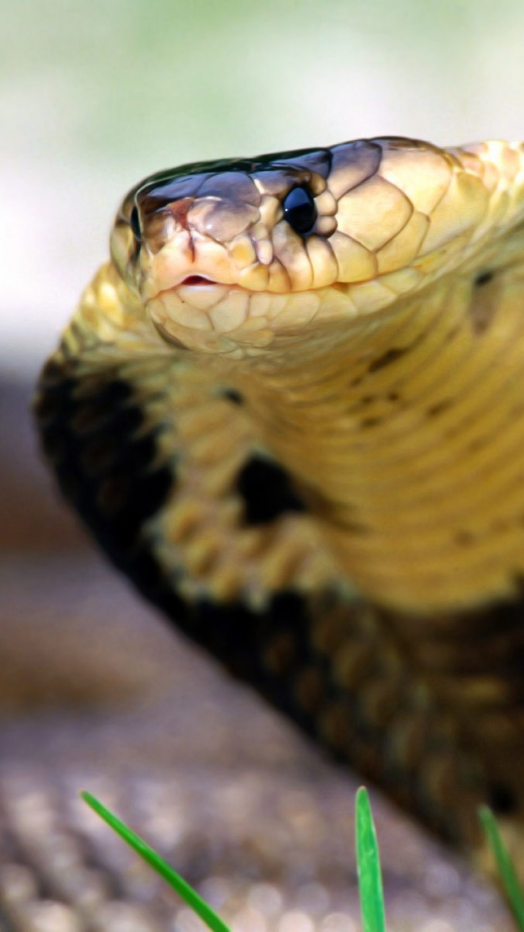 1080x1920  Wallpaper cobra, snake, face, eyes